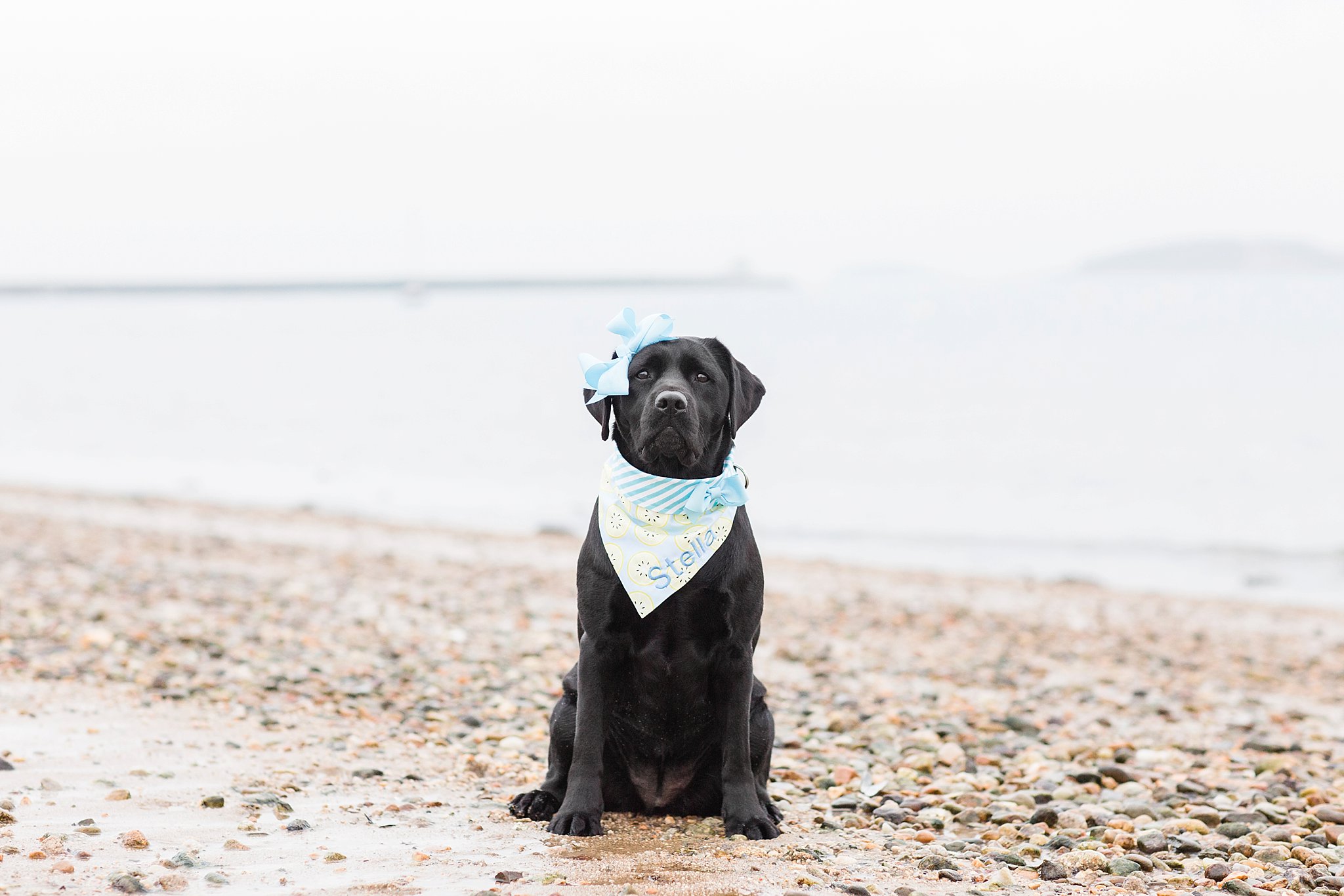 black labrador retriever on a beach wearing a blue scarf