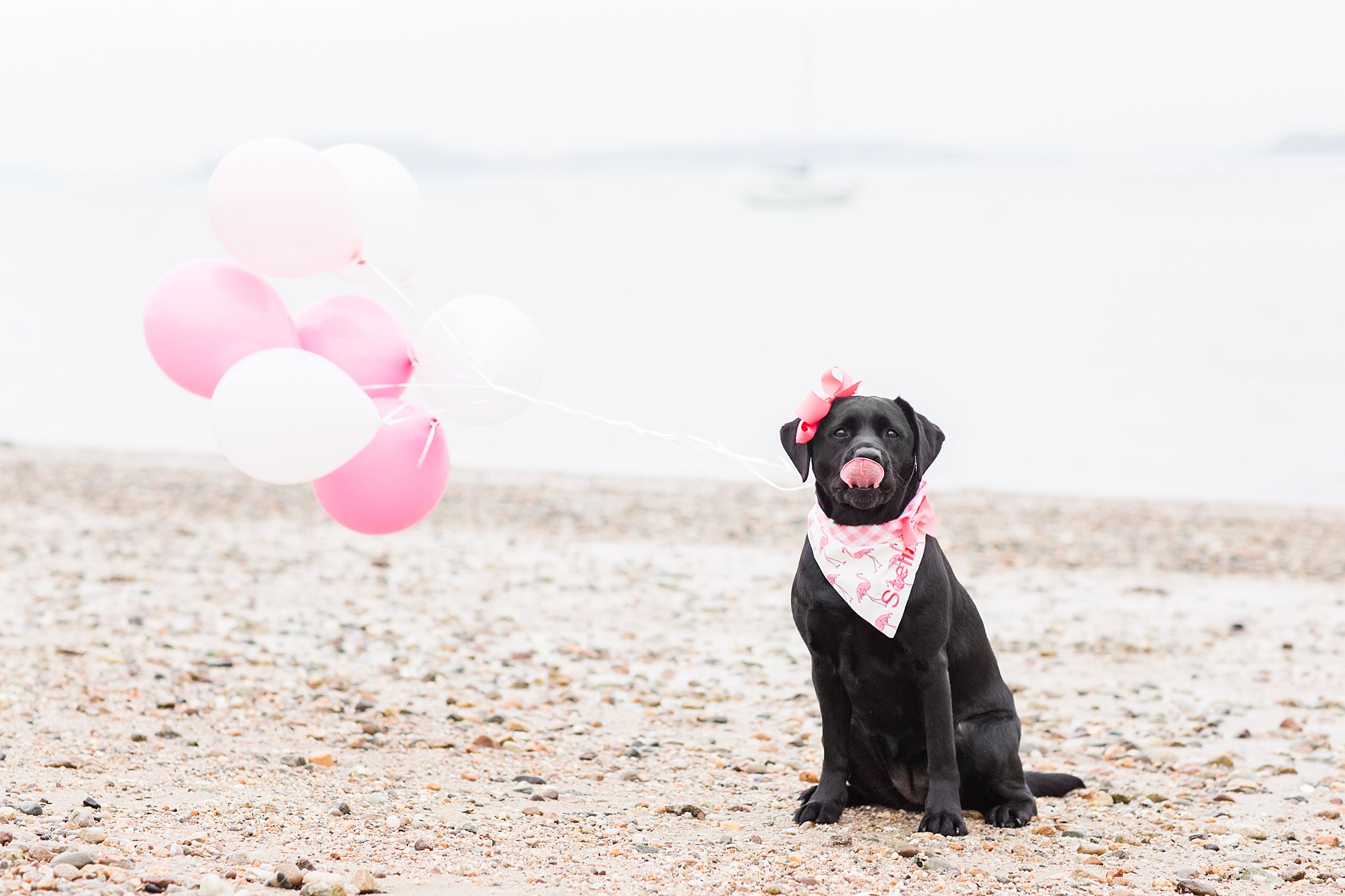 black labrador retriever on a beach wearing a scarf and balloons