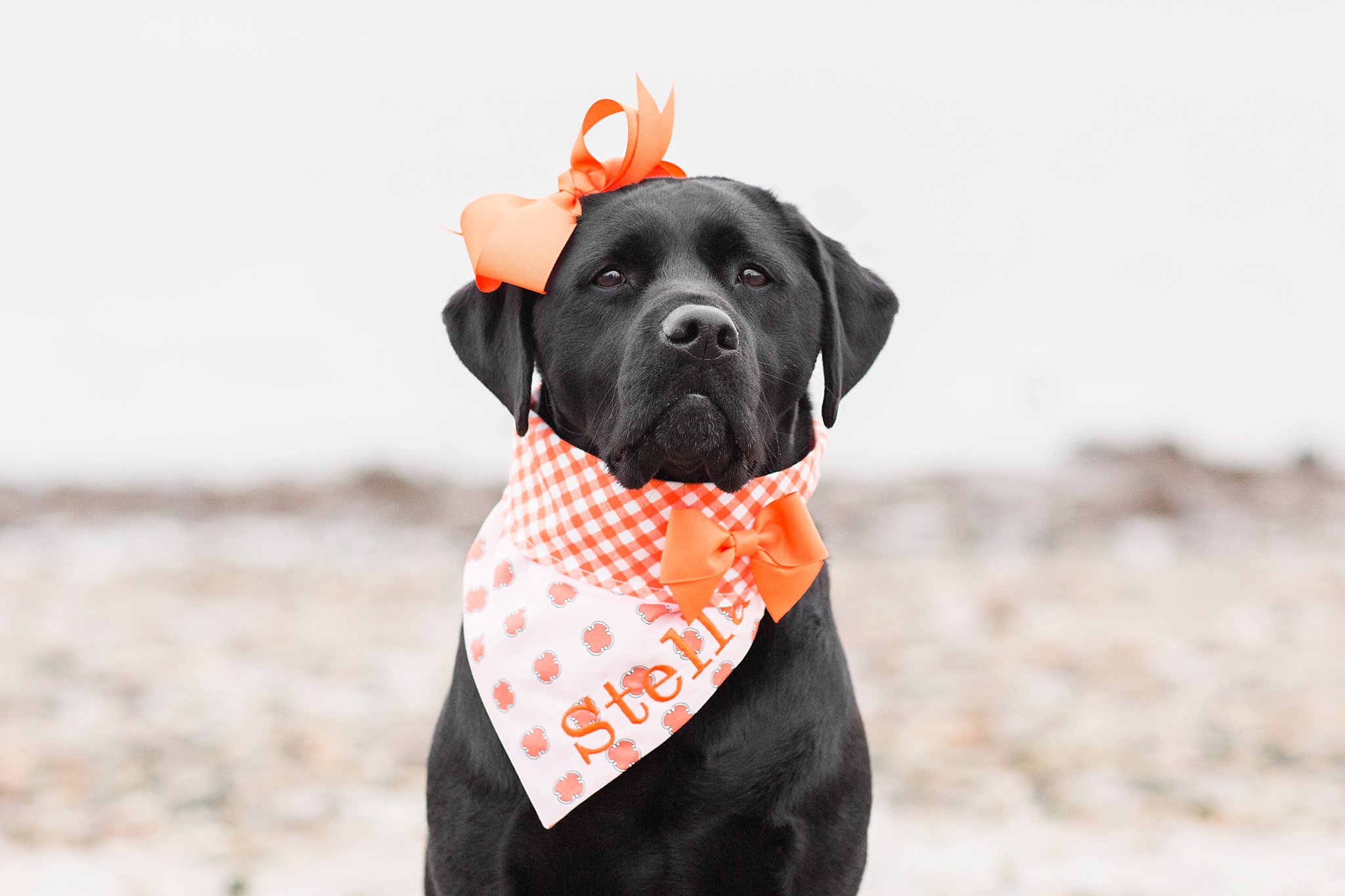 black labrador retriever on a beach wearing an orange scarf