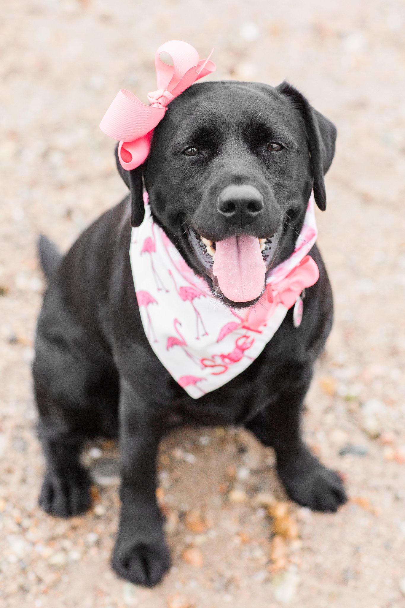 black labrador retriever on a beach wearing a pink scarf
