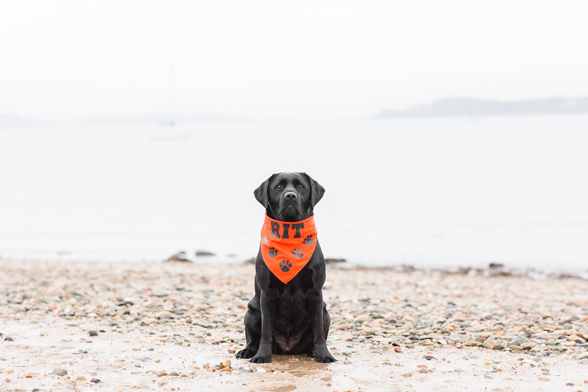 black labrador retriever sitting on a beach wearing an RIT college scarf