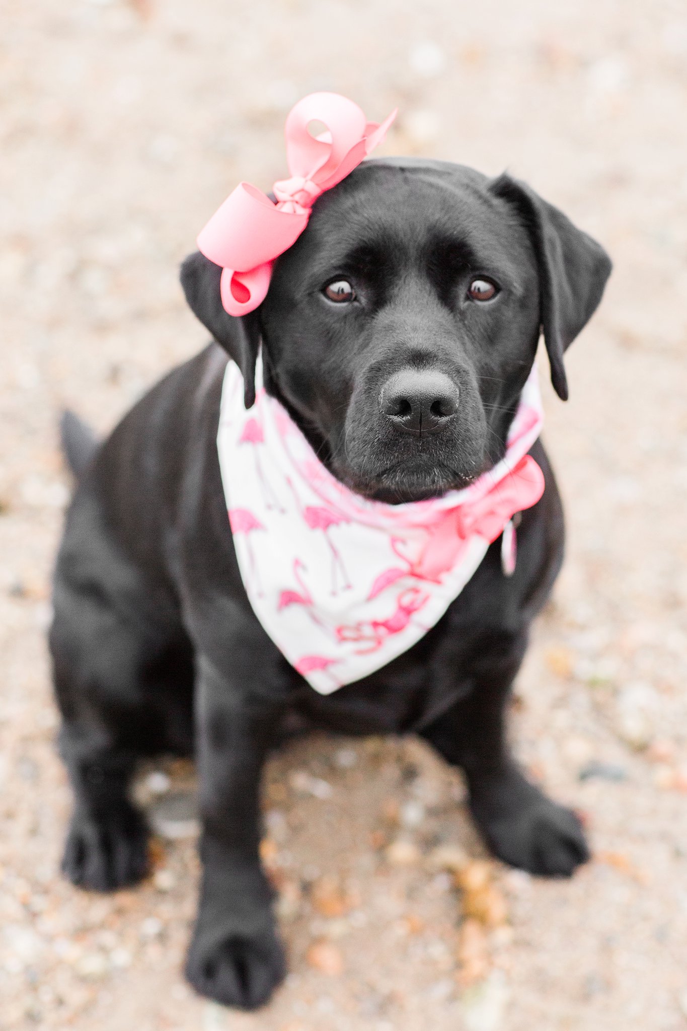 black labrador retriever sitting on a beach wearing a pink scarf