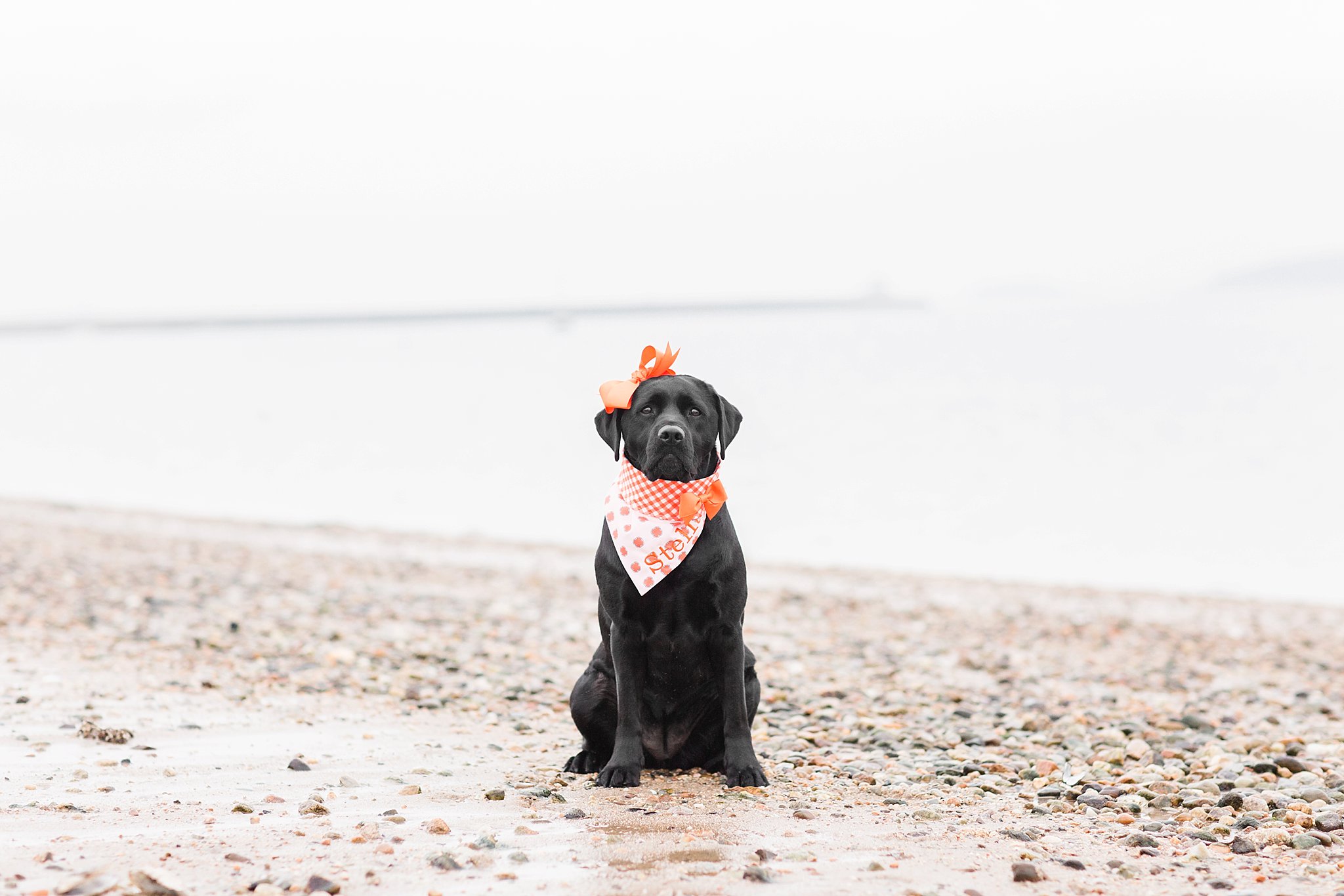 black labrador retriever sitting on a beach wearing an orange scarf