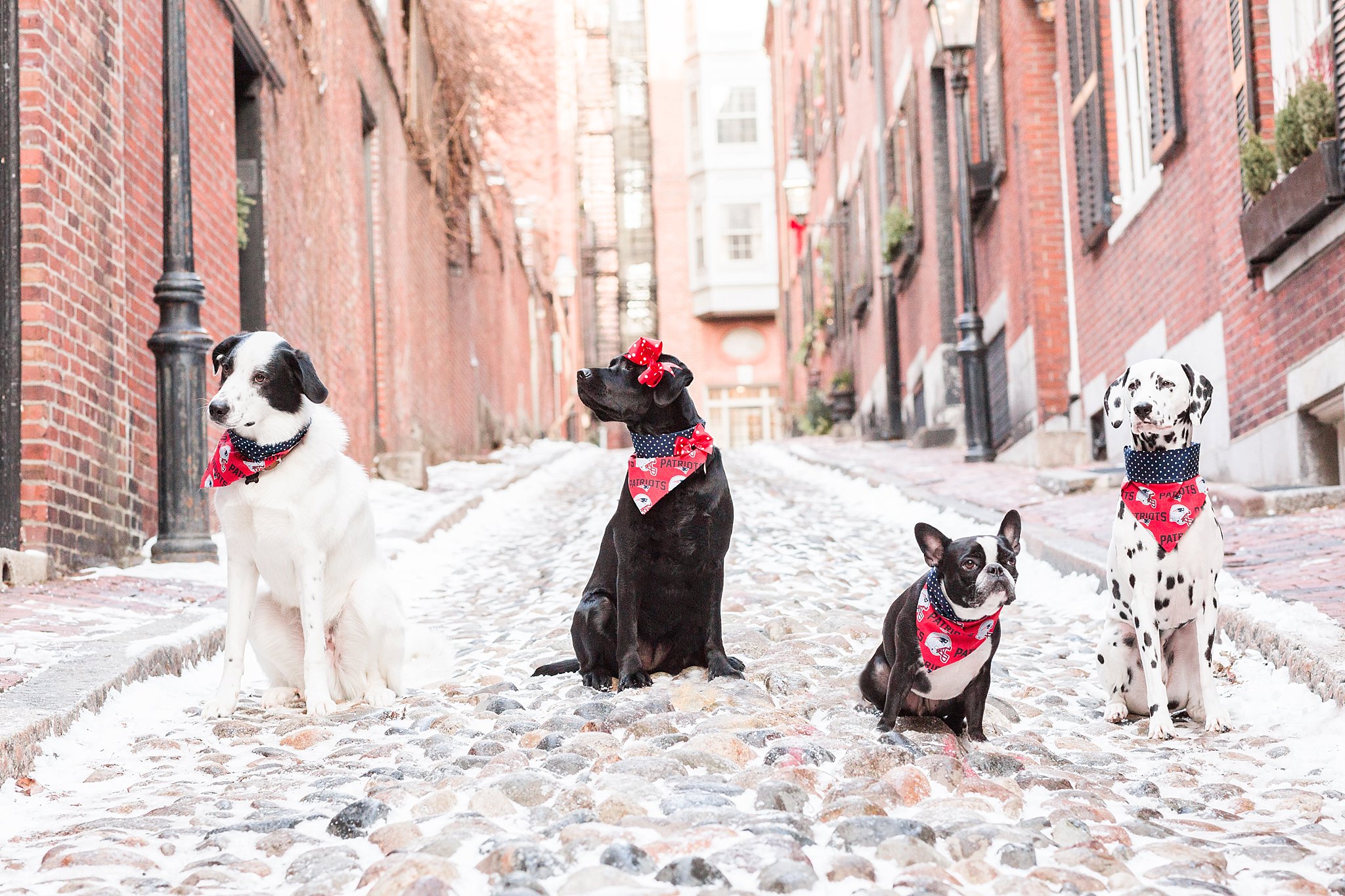 dogs wearing new england patriots scarves