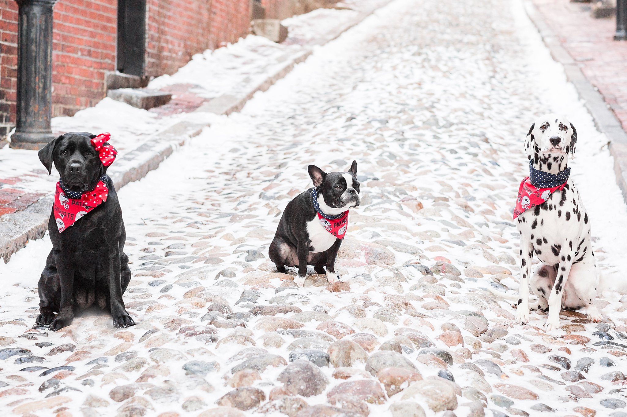 dogs wearing new england patriots scarves