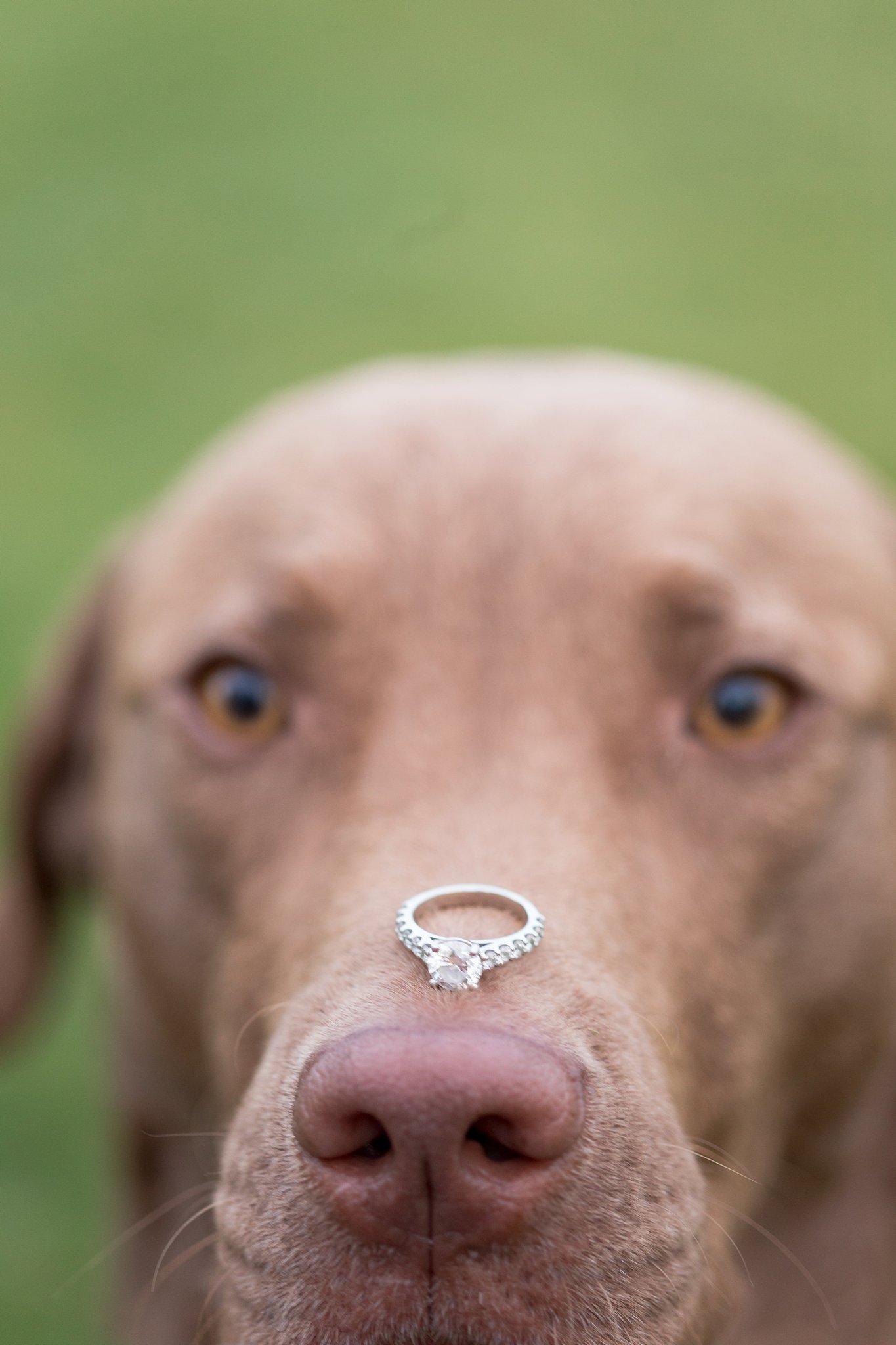 chesapeake bay retriever holding an engagement ring on its nose