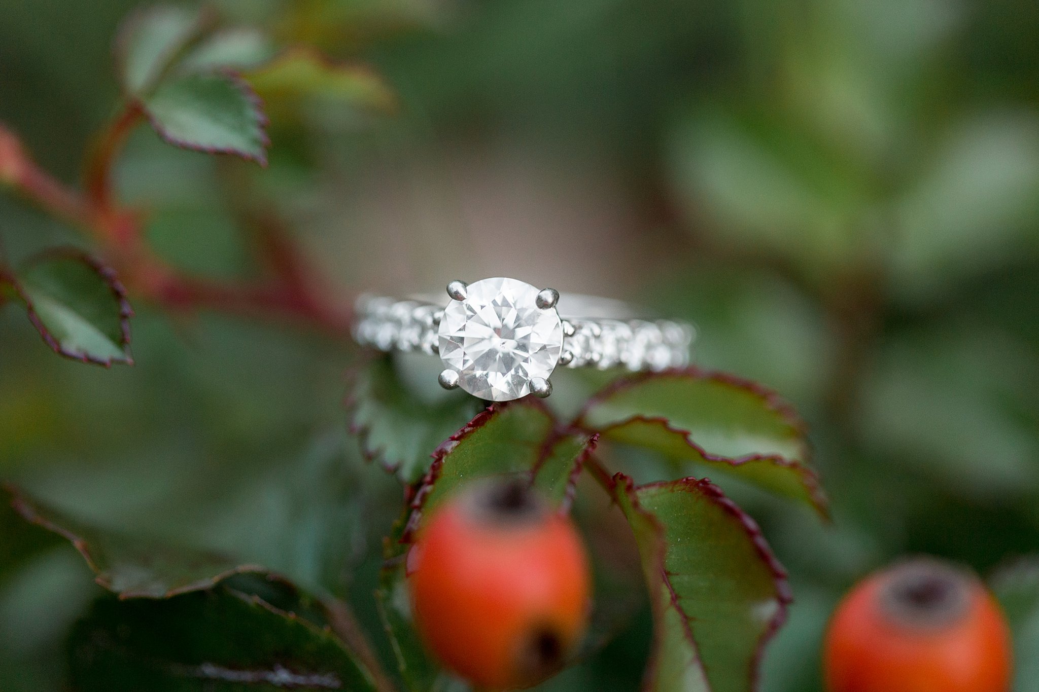 diamond engagement ring in a holly bush