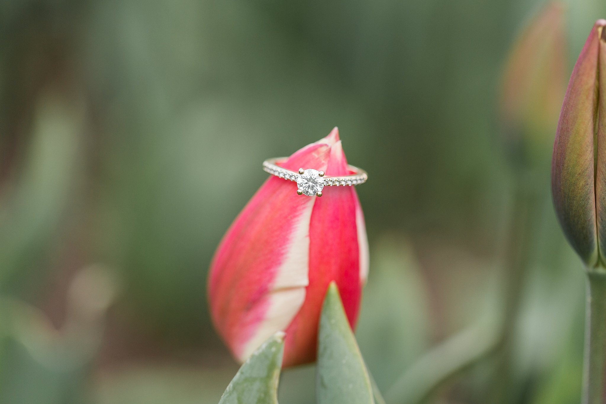 Diamond Ring on a Tulip