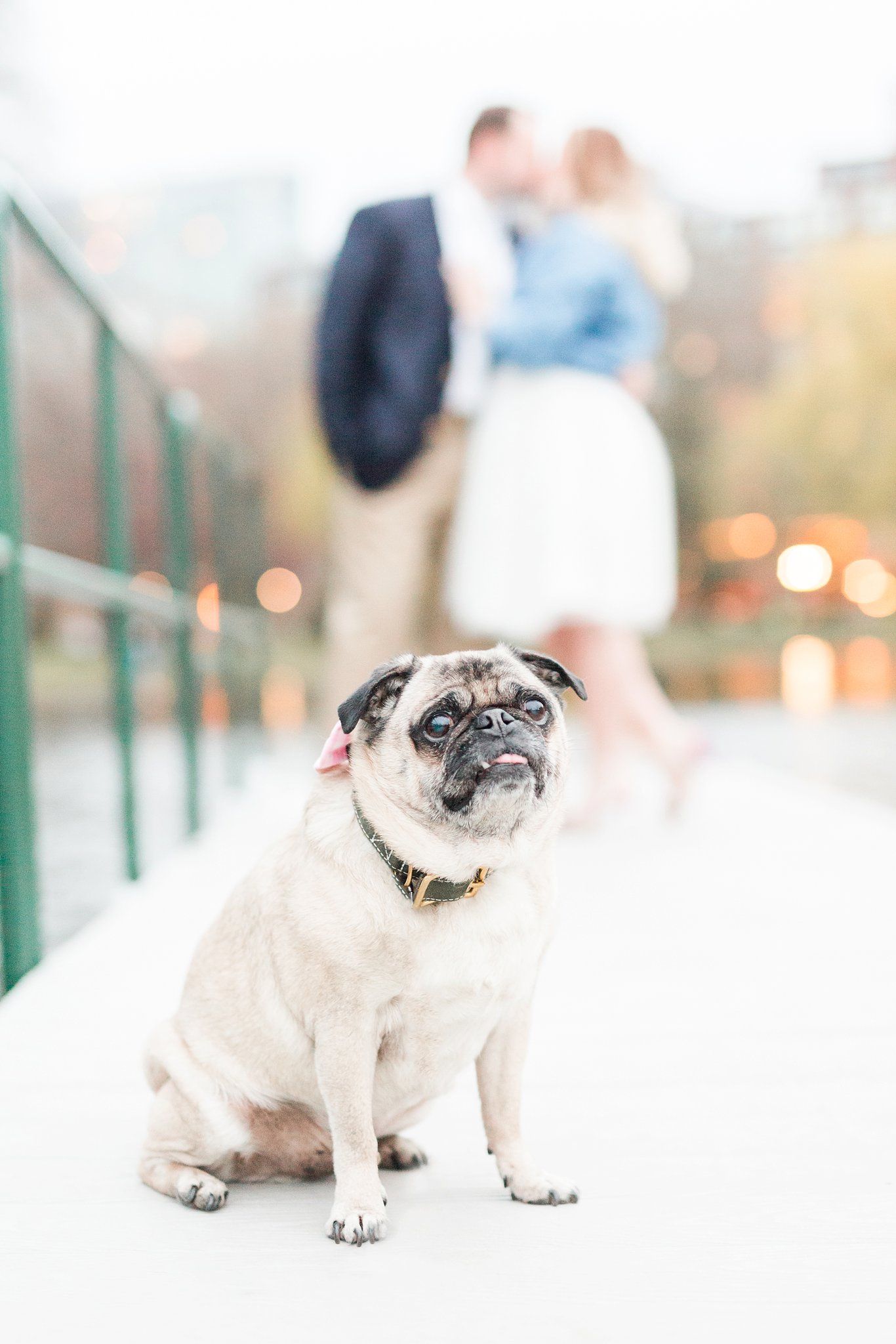 Pug with couple kissing in background