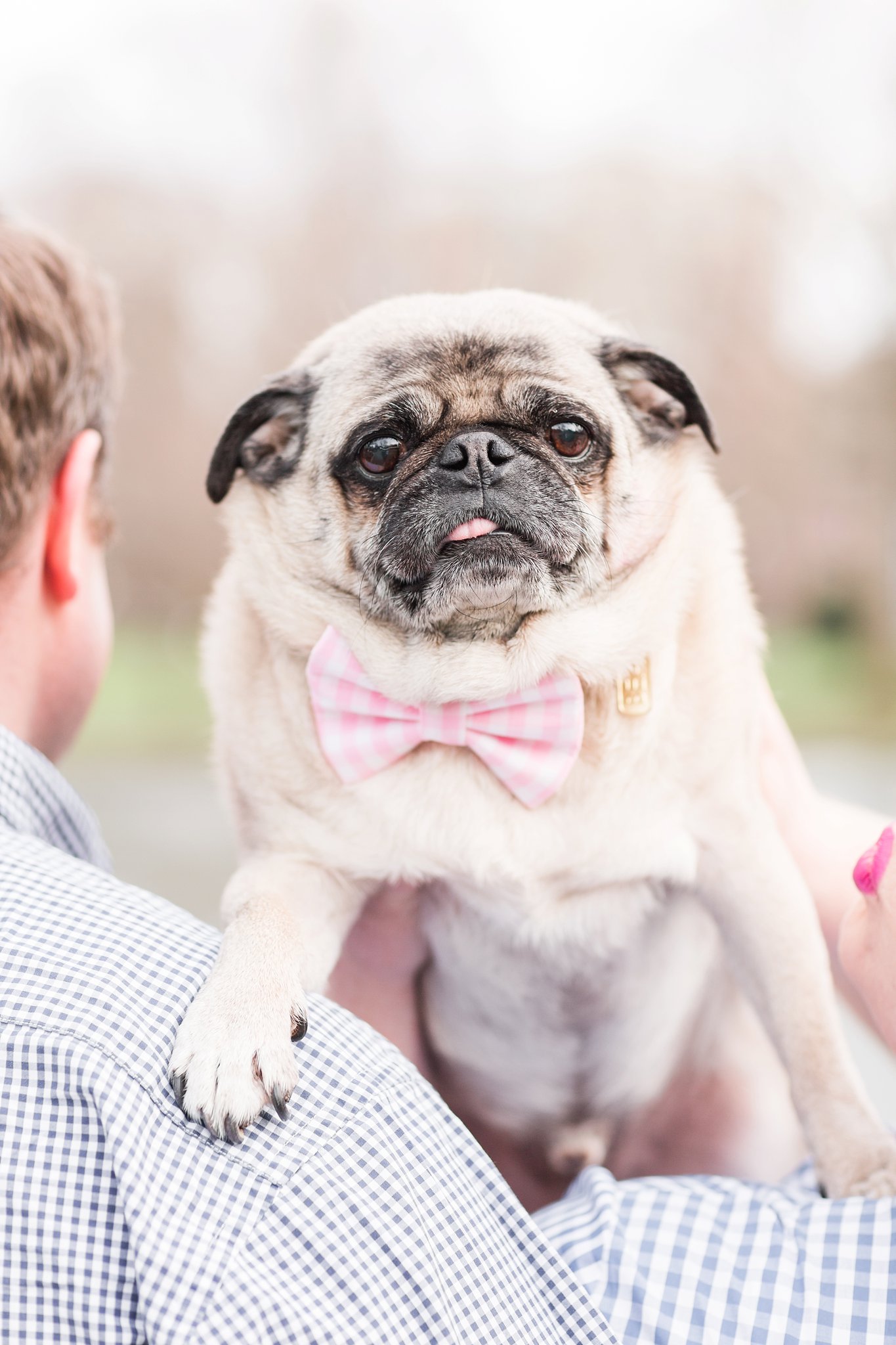 Pug wearing a pink bowtie in the Boston Public Garden