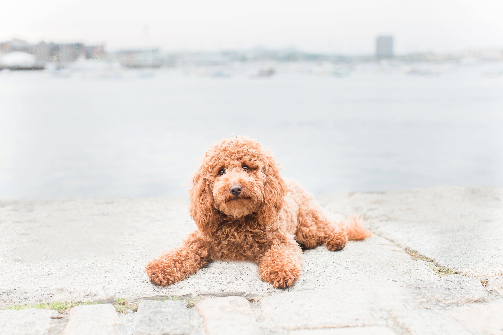 Boston's Best Dog Photographer