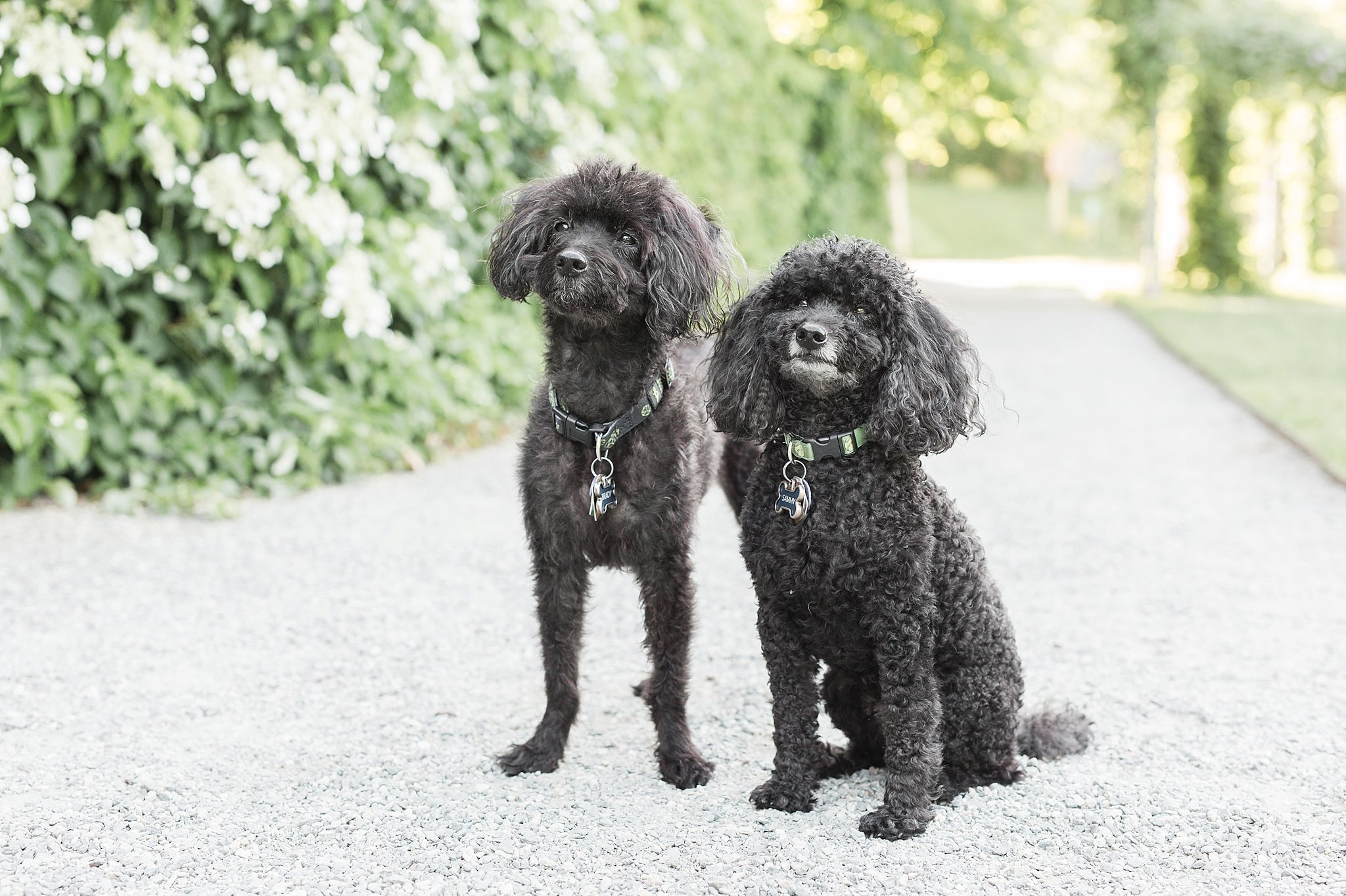 two black yorkipoos in the Arnold Arboretum in Jamaica Pond, MA
