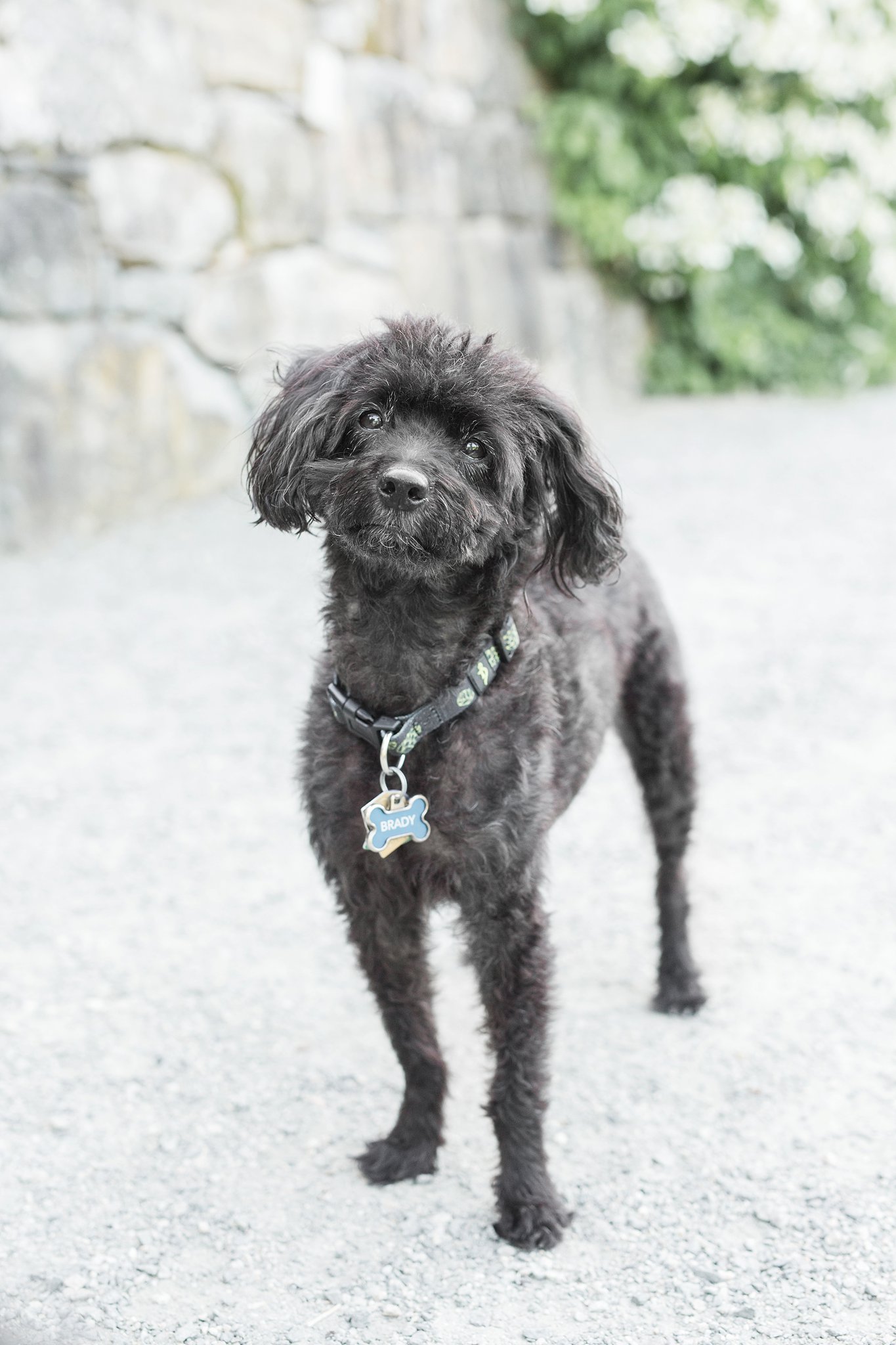 a black yorkipoo standing in the Arnold Arboretum in Jamaica Pond, MA