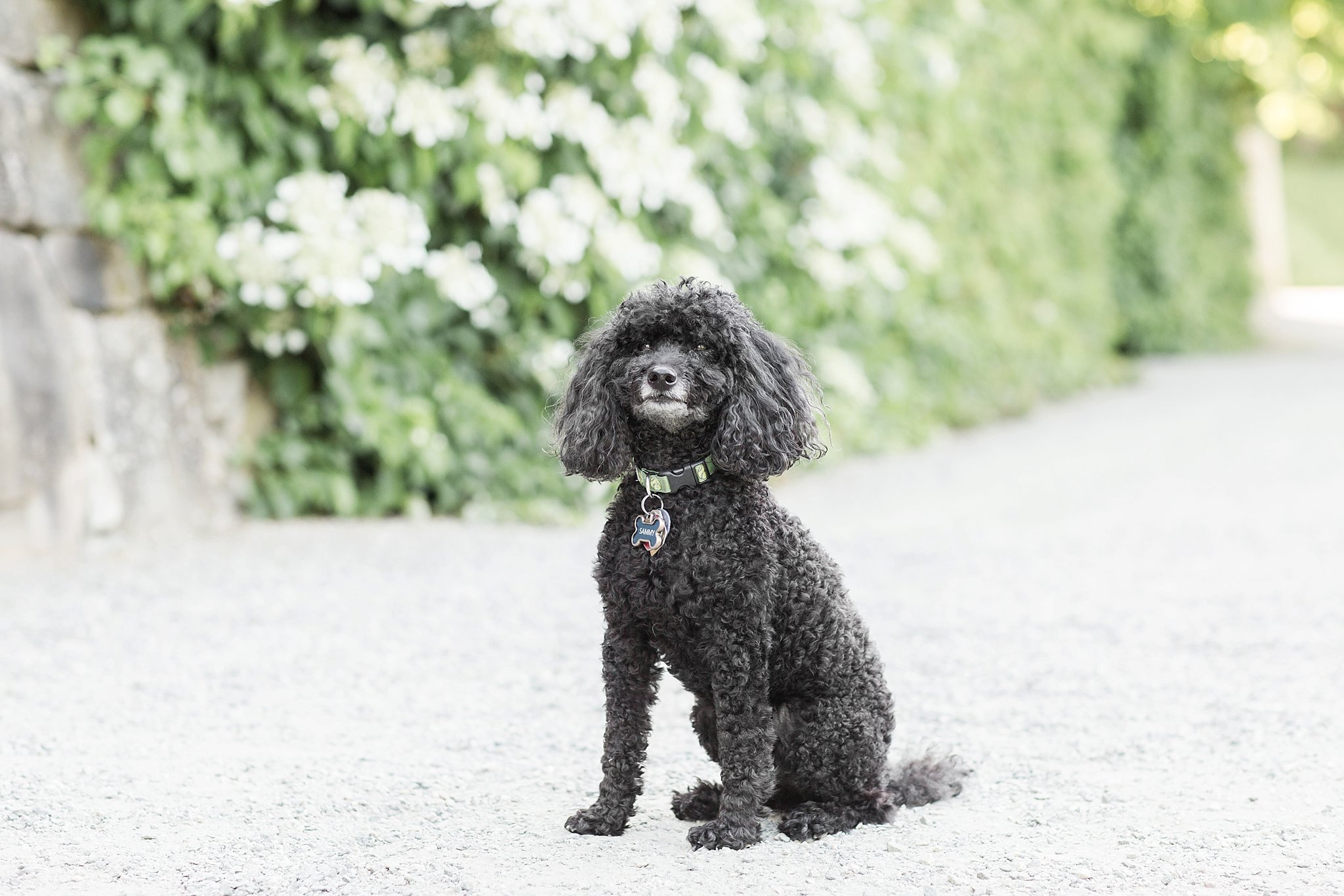 a black yorkipoo sitting in the Arnold Arboretum in Jamaica Pond, MA