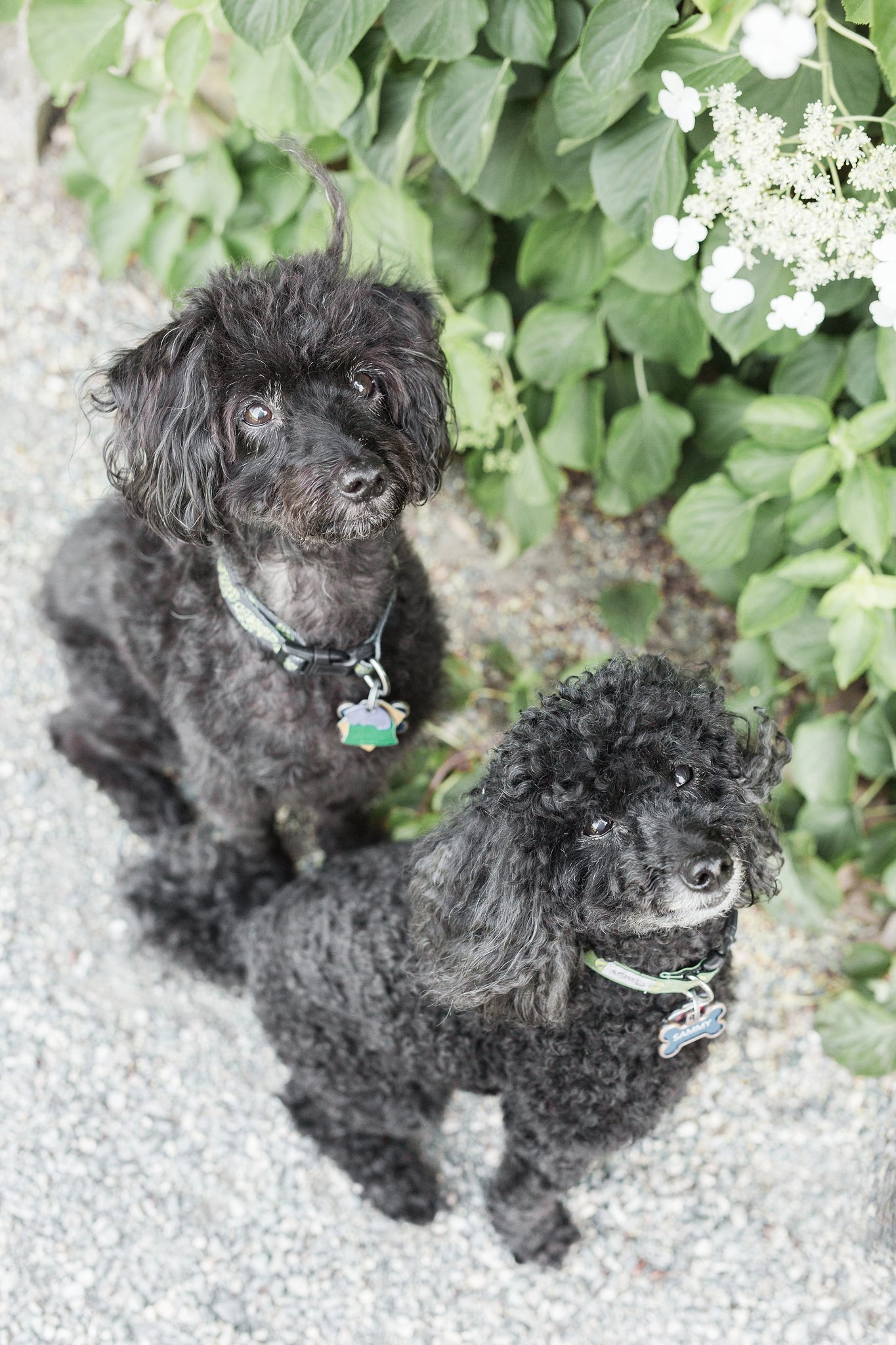 two black yorkipoos in the Arnold Arboretum in Jamaica Pond, MA