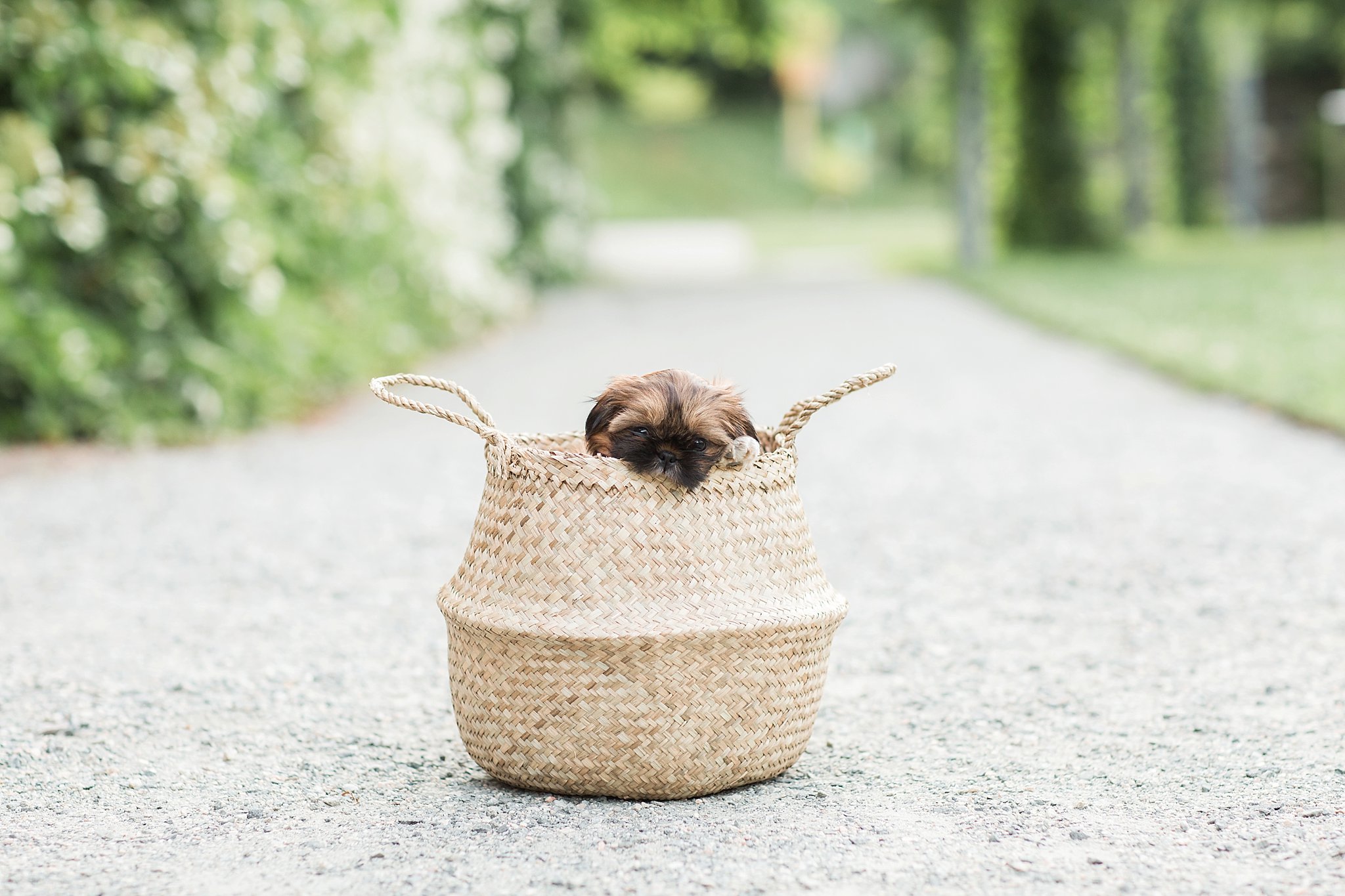 shih tzu puppy in a basket in the Arnold Arboretum in Jamaica Pond, MA