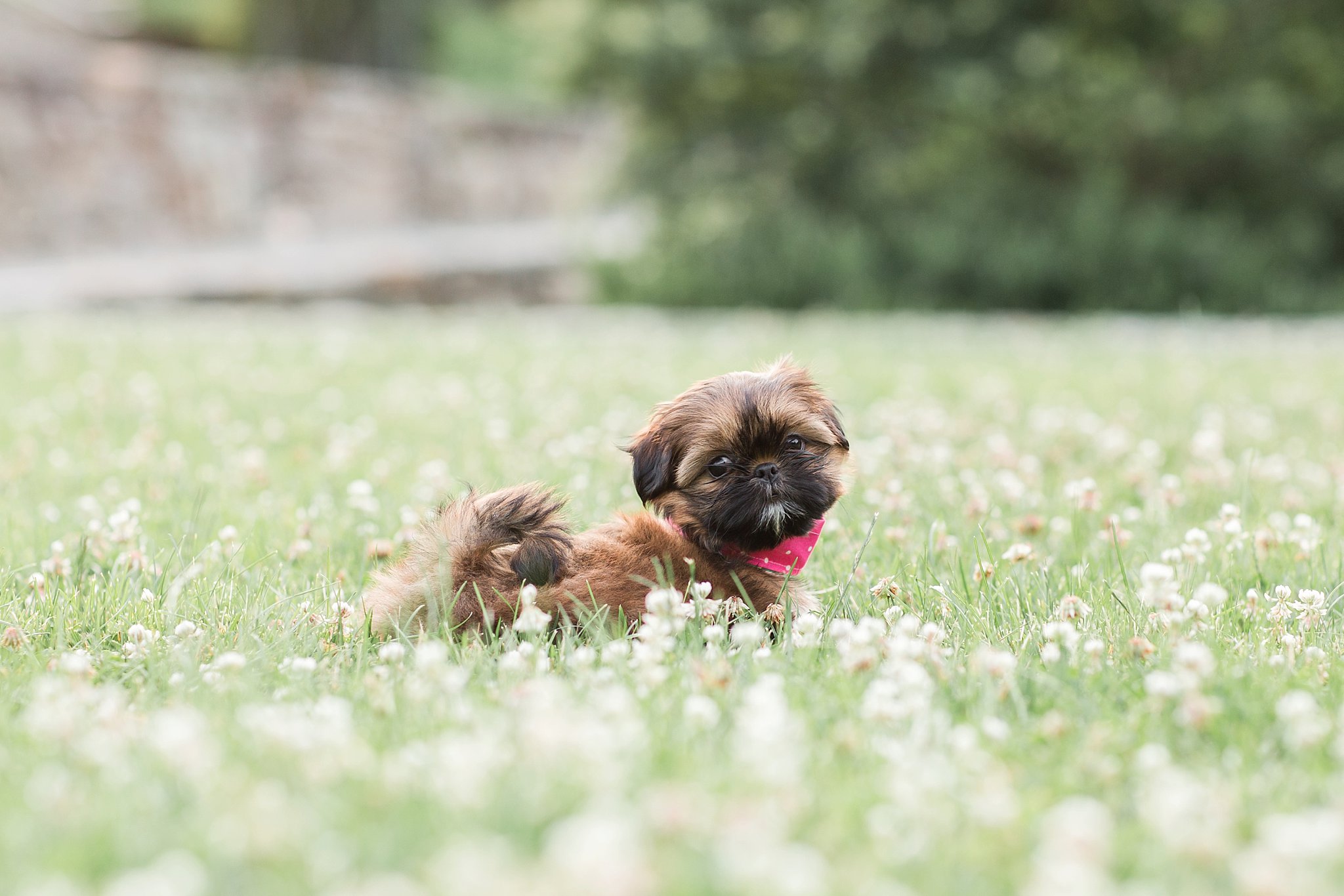 shih tzu puppy laying in the grass in the Arnold Arboretum in Jamaica Pond, MA