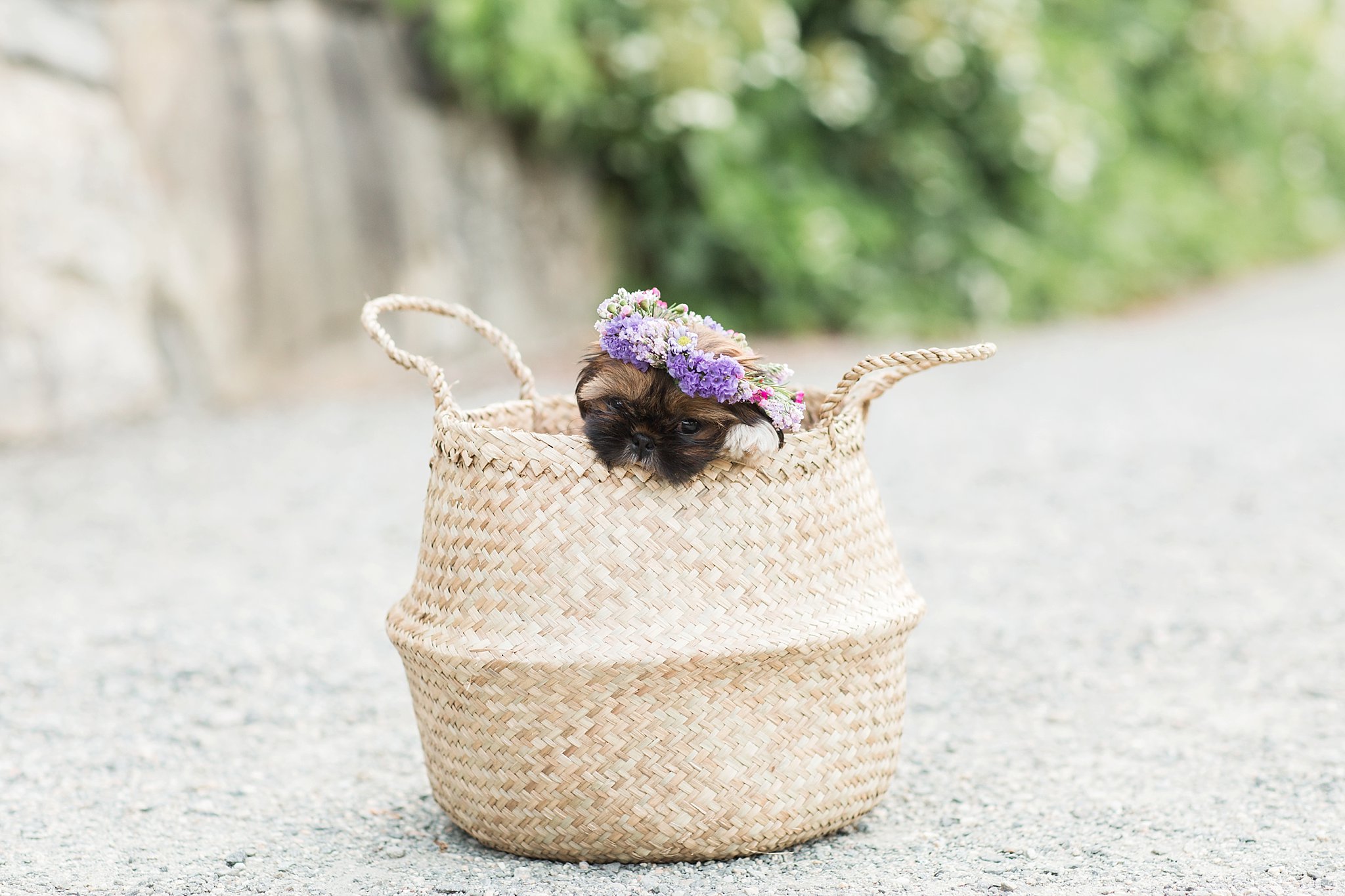 shih tzu puppy wearing a flower crown in a basket in the Arnold Arboretum in Jamaica Pond, MA