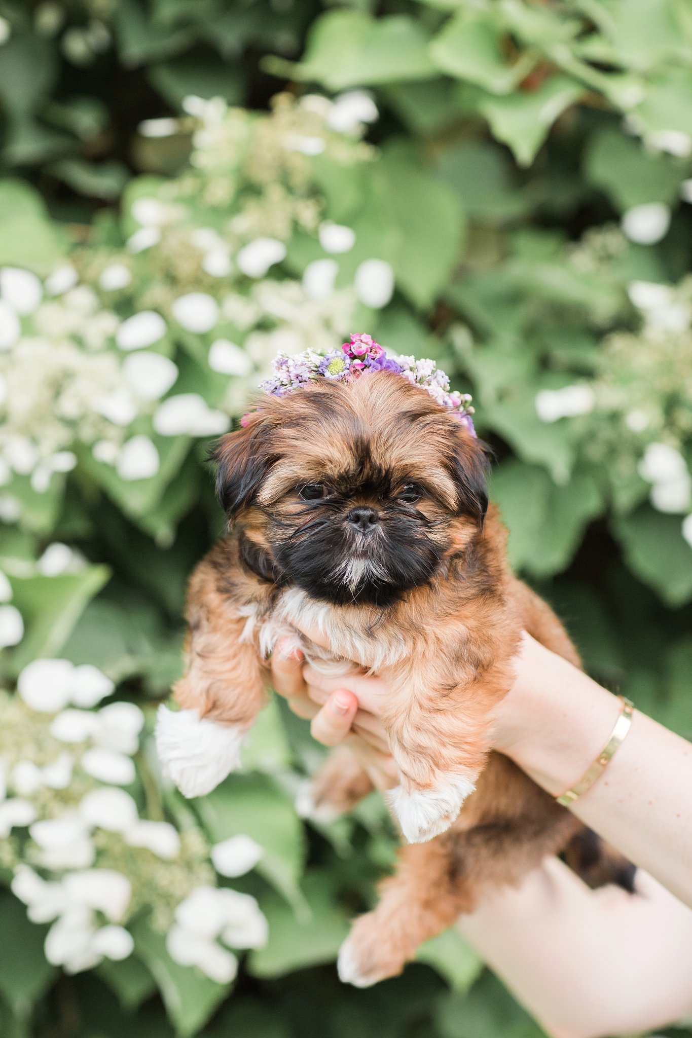 shih tzu puppy wearing a flower crown being held in the air in the Arnold Arboretum in Jamaica Pond, MA