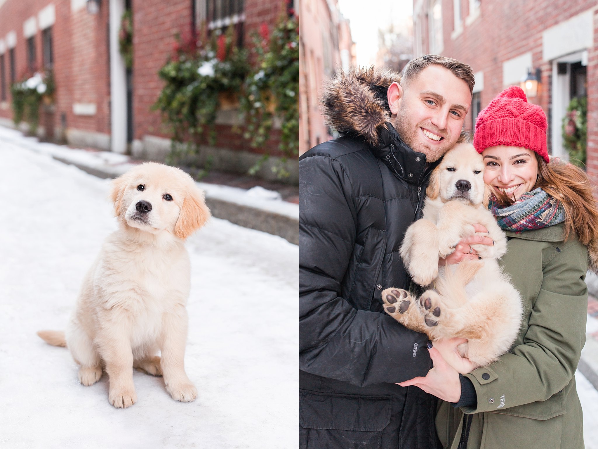 golden retriever puppy in the streets of Beacon Hill, Boston