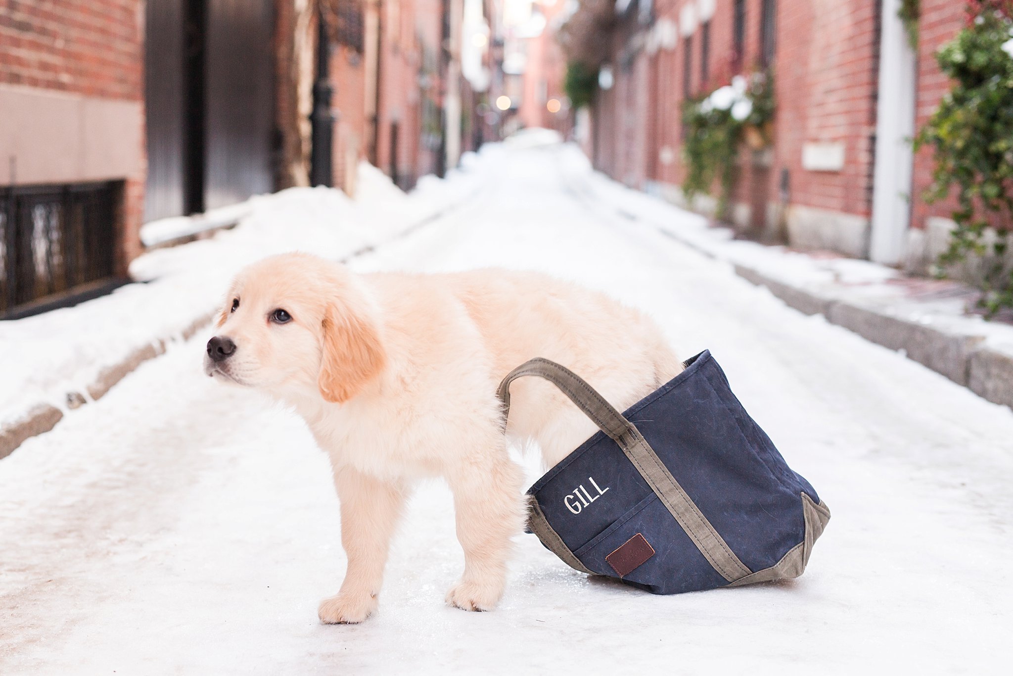 golden retriever puppy in a llbean bag in the streets of Beacon Hill, Boston