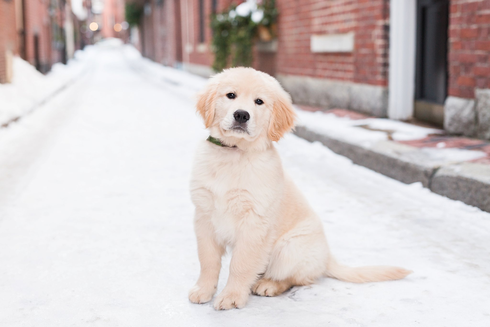 golden retriever puppy sitting in the streets of Beacon Hill, Boston