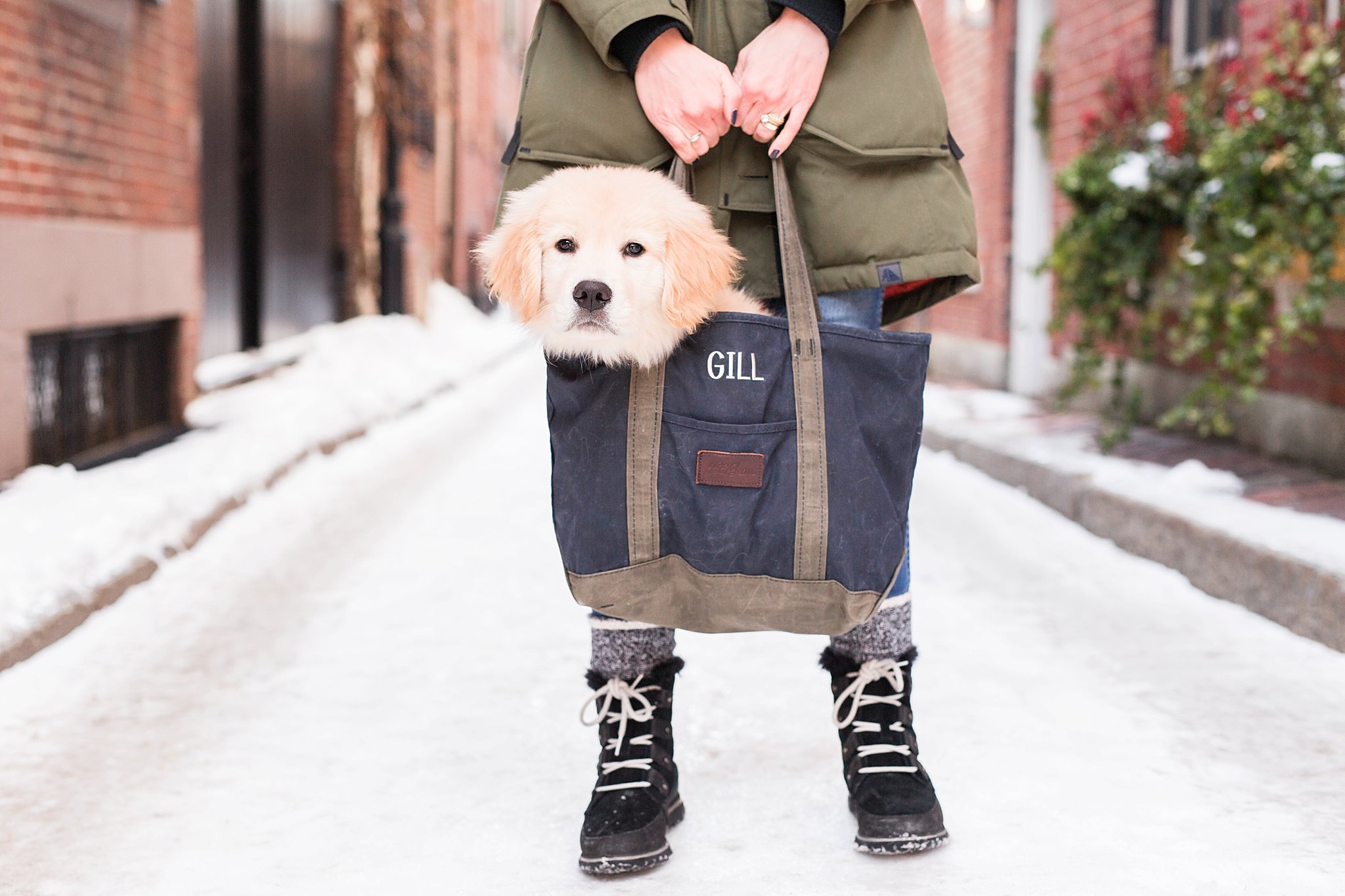 golden retriever puppy being held in a bag in the streets of Beacon Hill, Boston