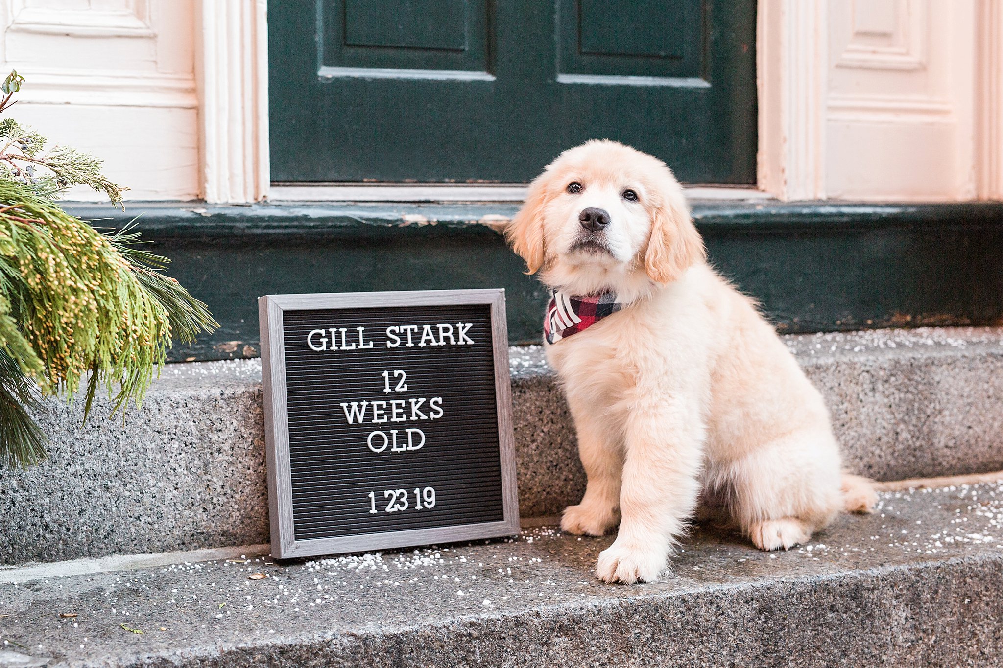 golden retriever puppy sitting next to a sign in the streets of Beacon Hill, Boston