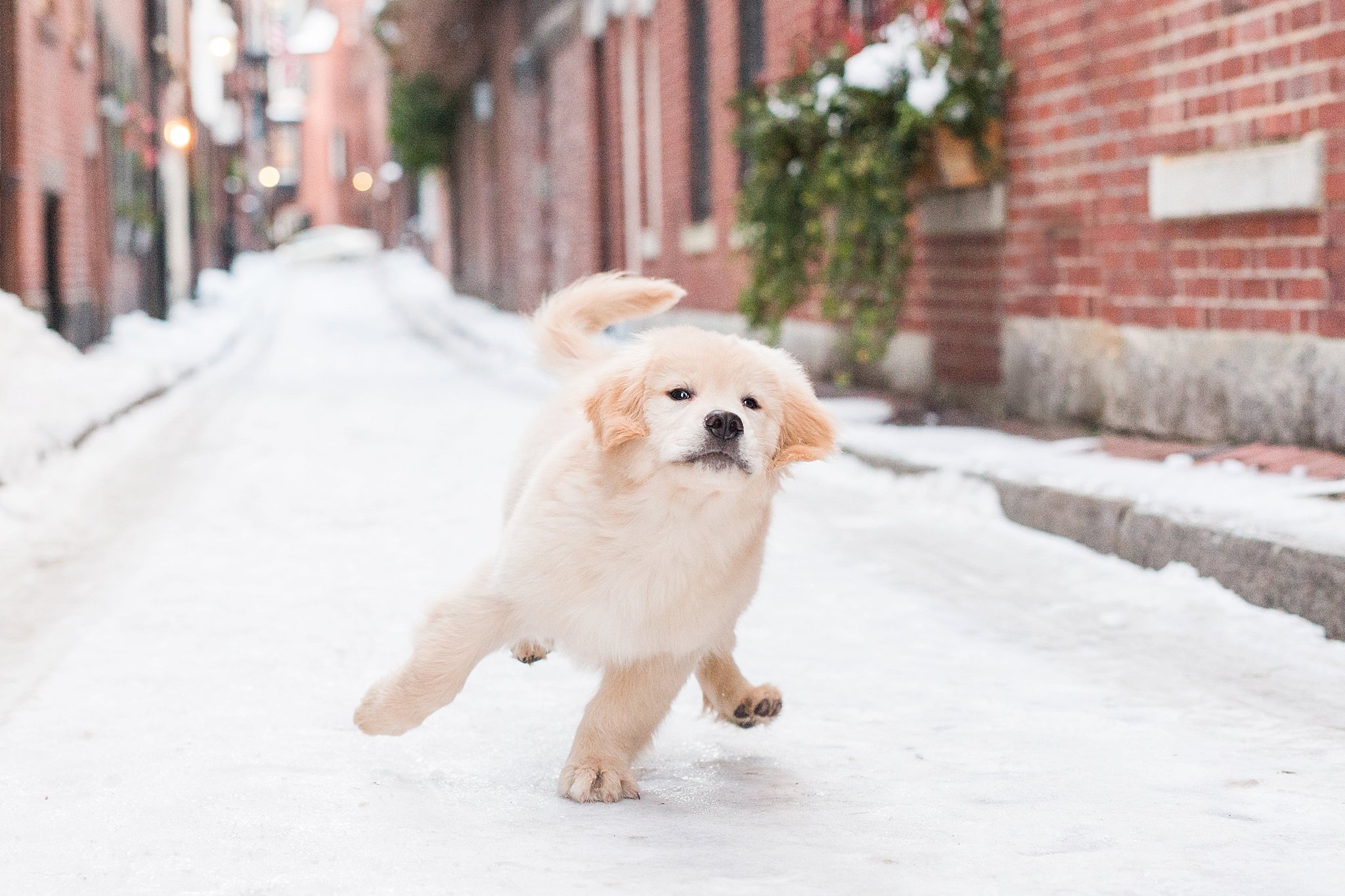 golden retriever puppy running in the streets of Beacon Hill, Boston