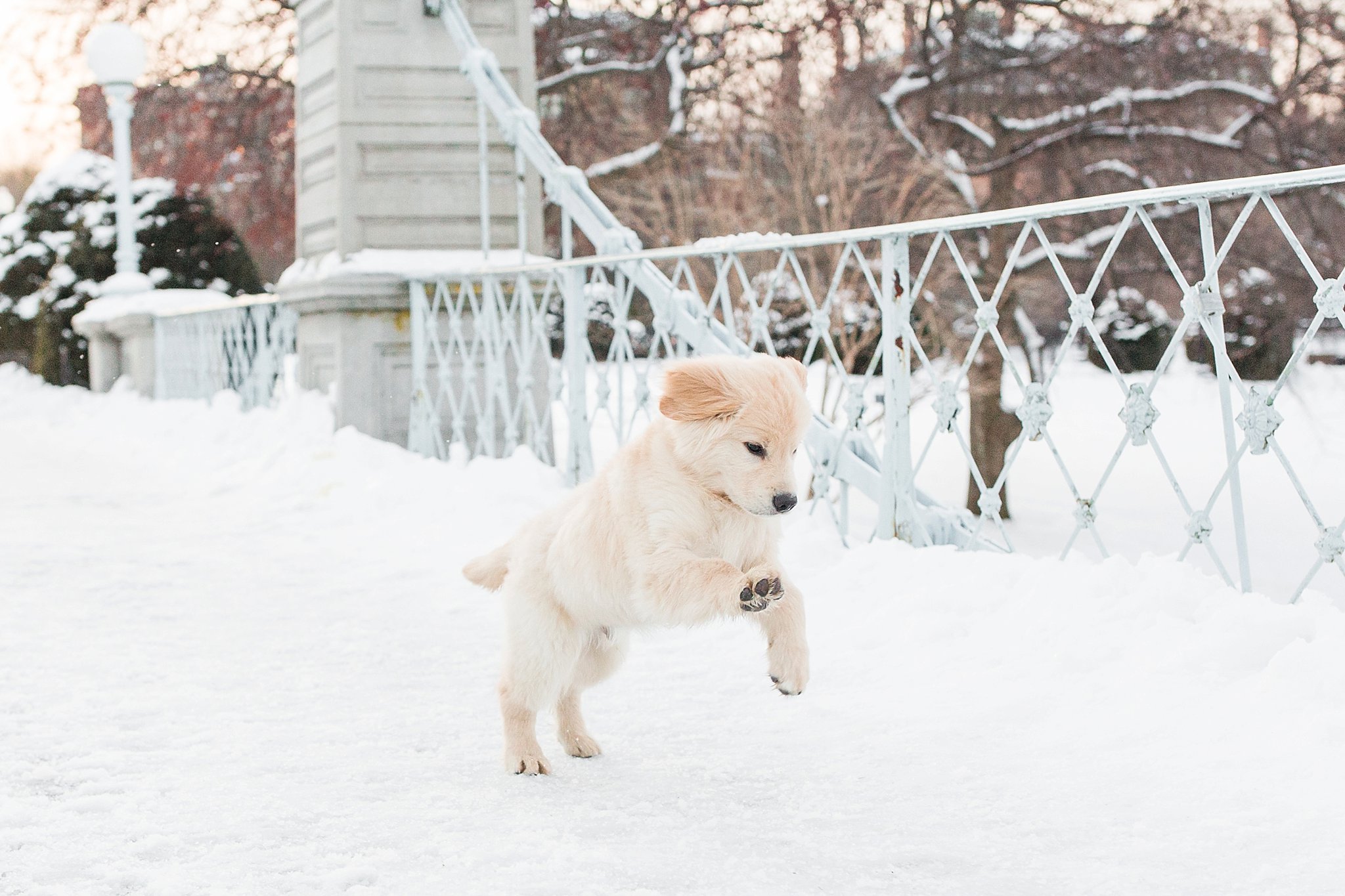golden retriever puppy running on the bridge in the Public Garden in Boston