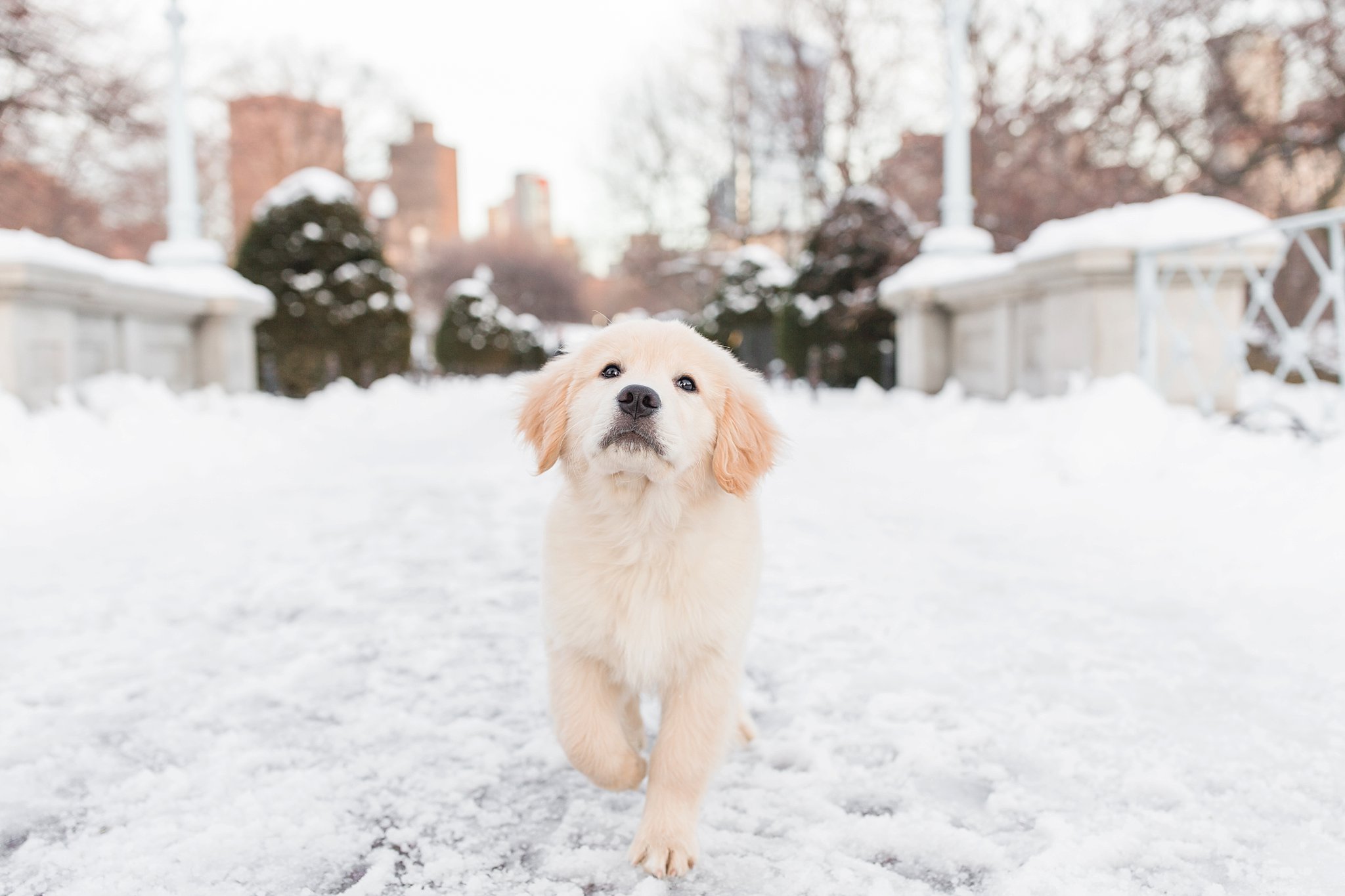 golden retriever puppy on the bridge in the Public Garden in Boston