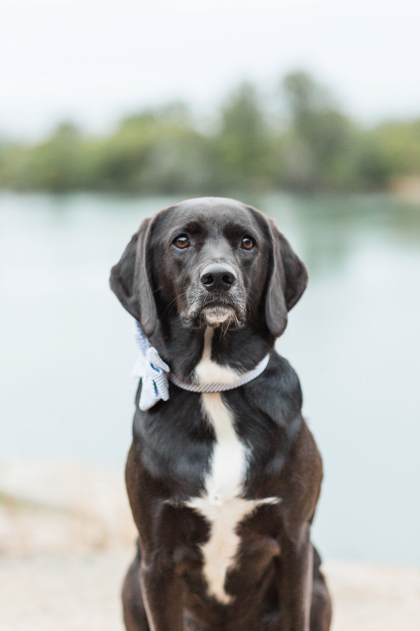 black dog wearing a blue bow tie at halibut point state park