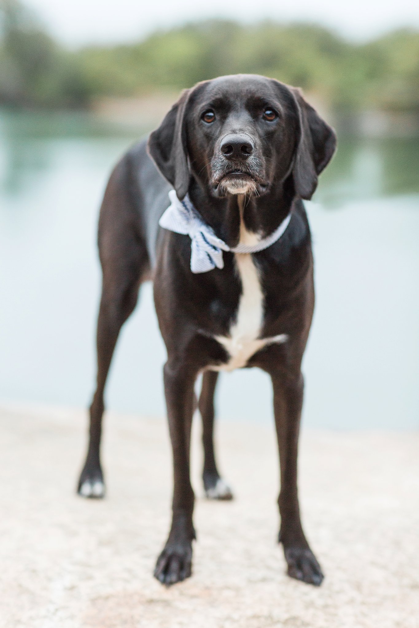 black dog wearing a bow tie at halibut point state park