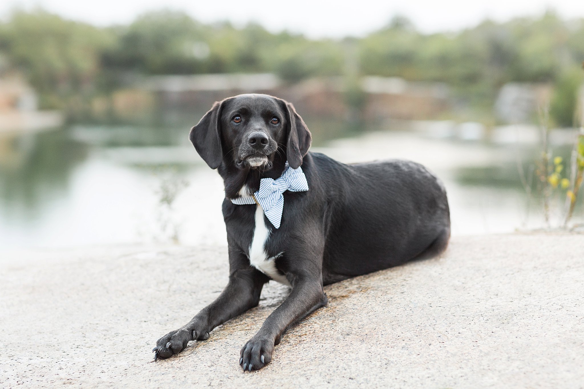 black dog wearing a blue bow tie laying down at halibut point state park