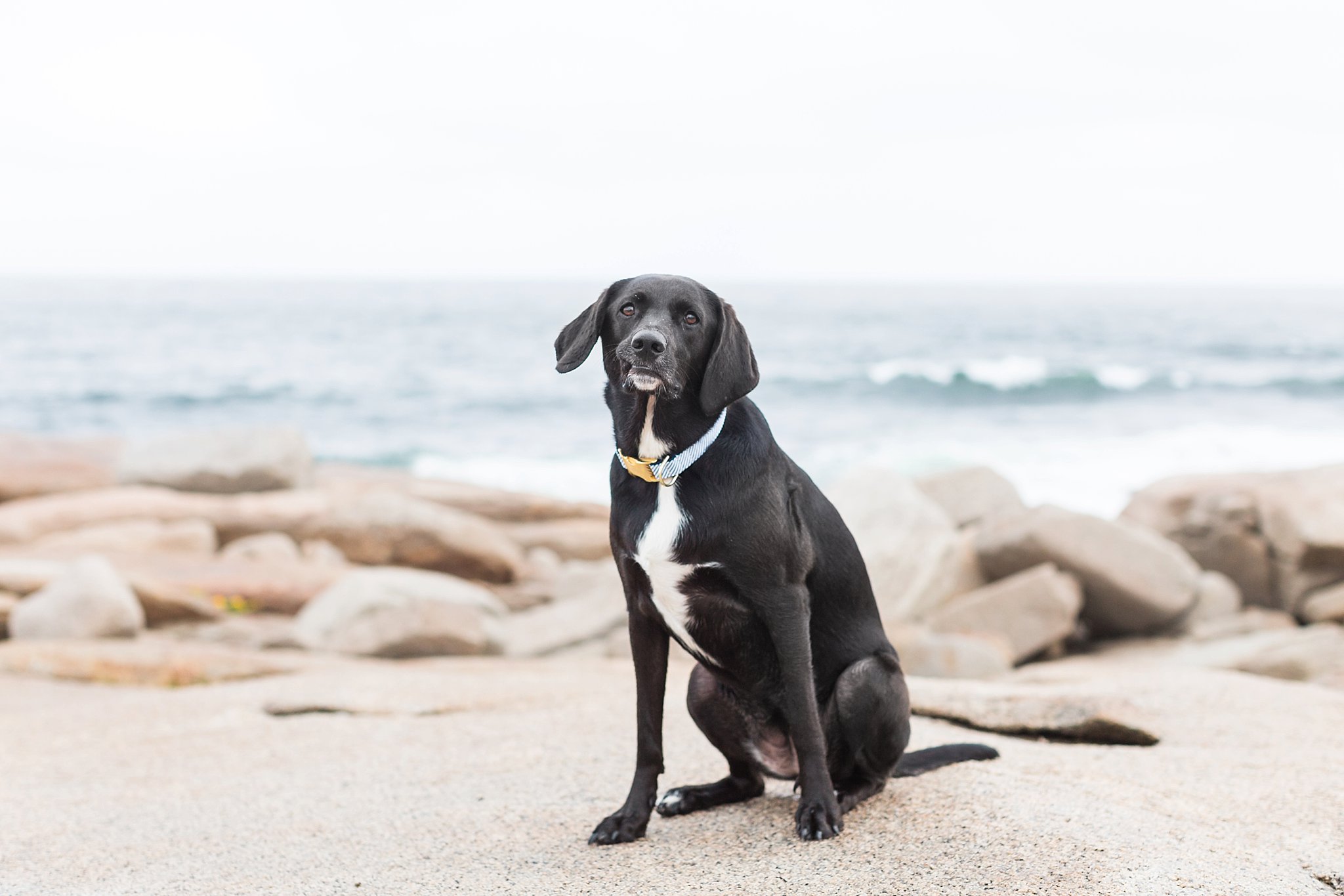 a black dog sitting on the rocks at halibut point state park
