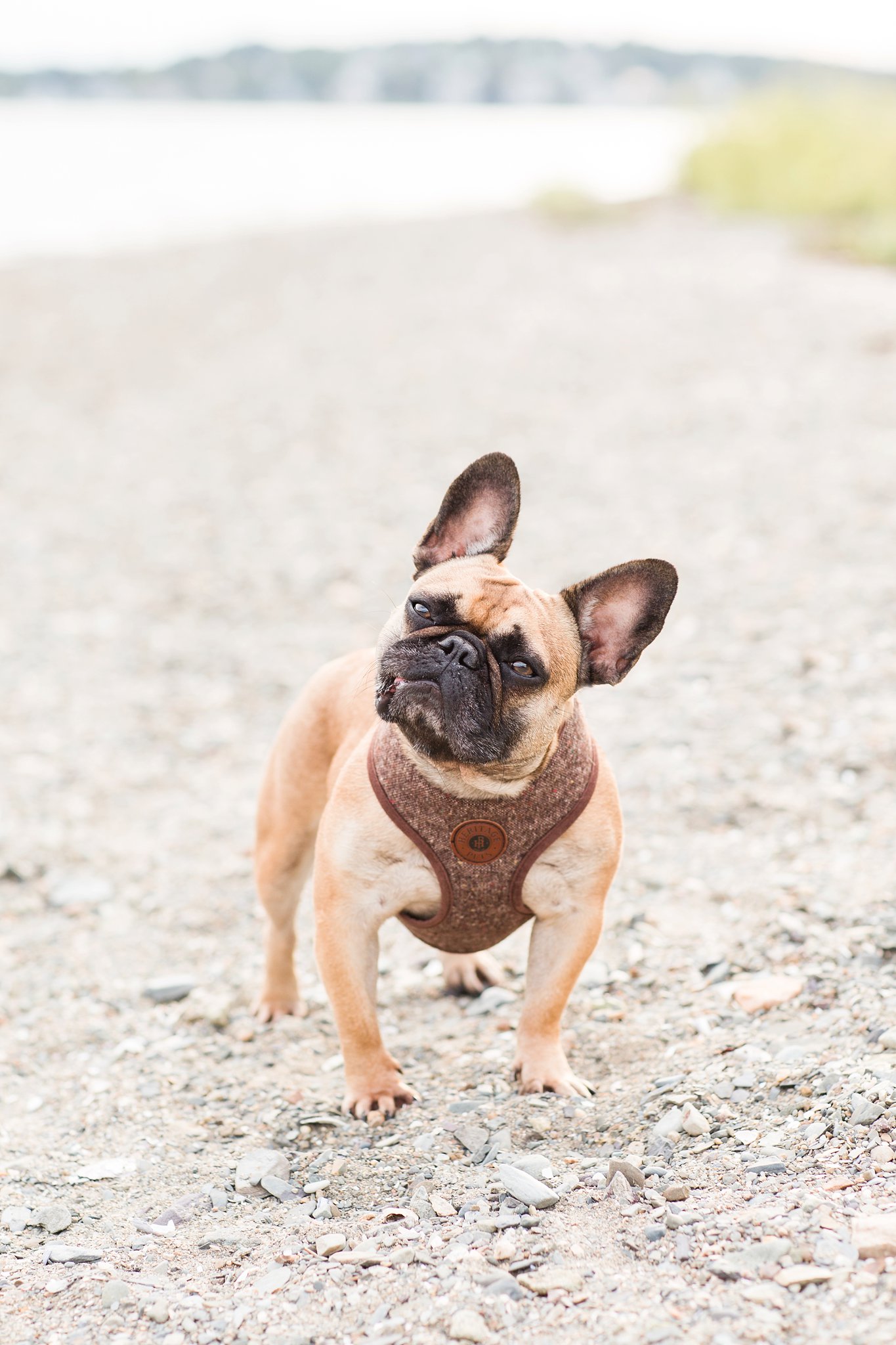 Brown Frenchie tilting his head on a beach at World's End in Hingham, MA