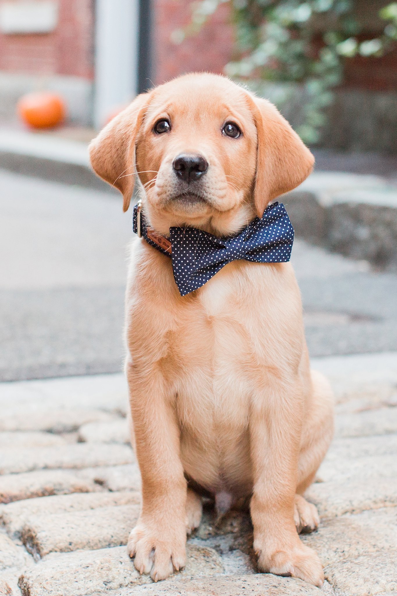 fox red lab wearing a bow tie in beacon hill