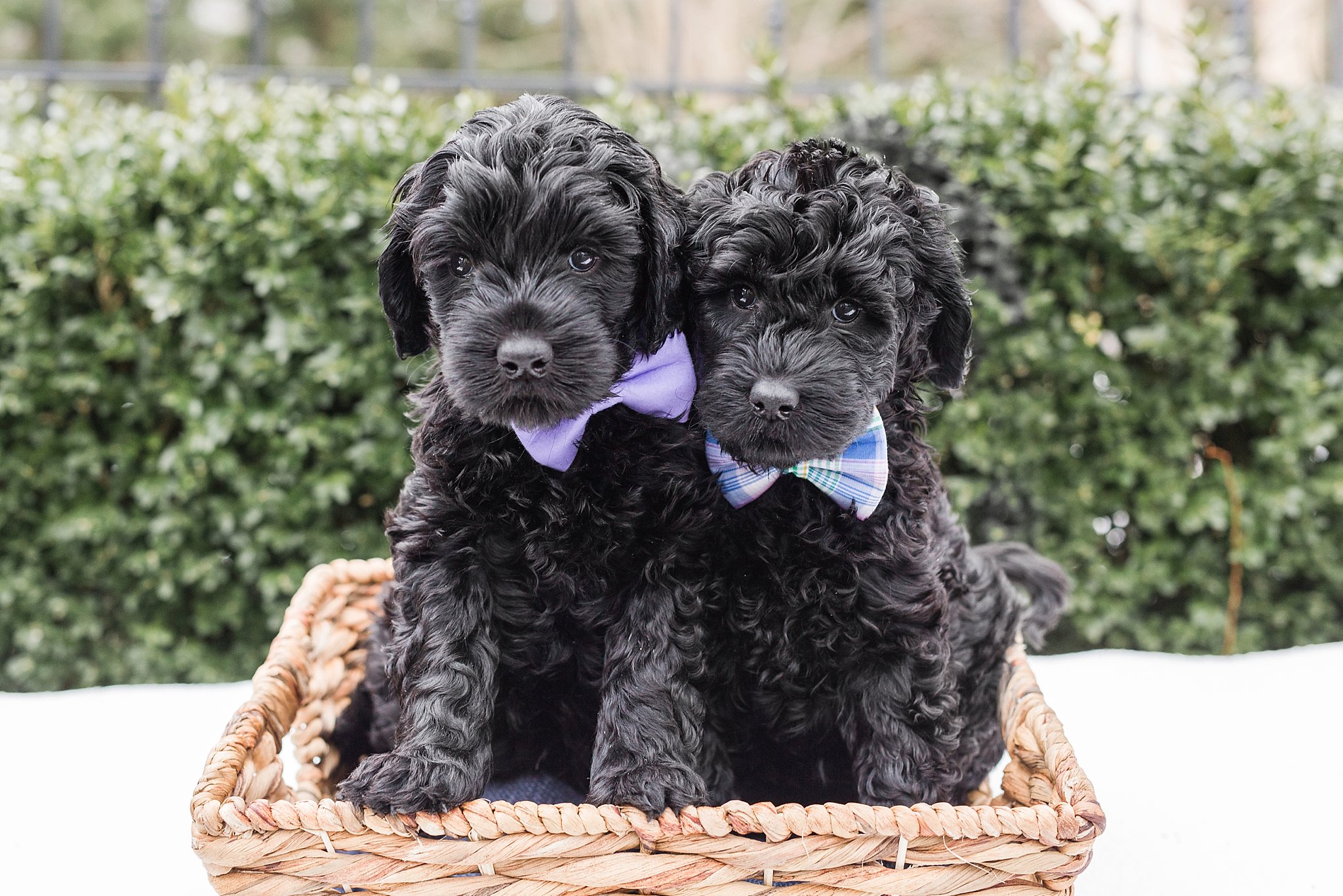 two black golden doodle puppies in a basket