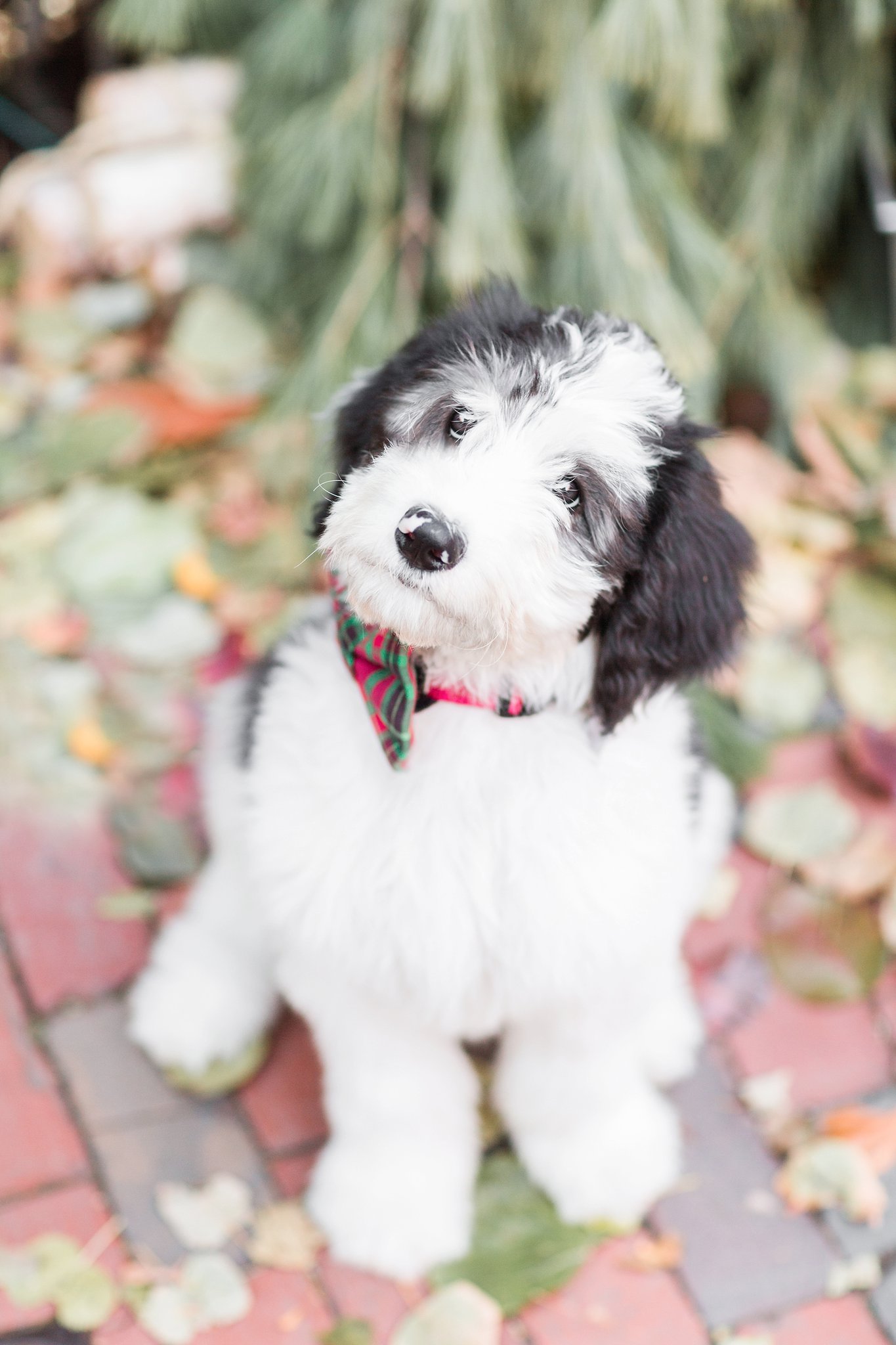 sheepadoodle puppy in beacon hill