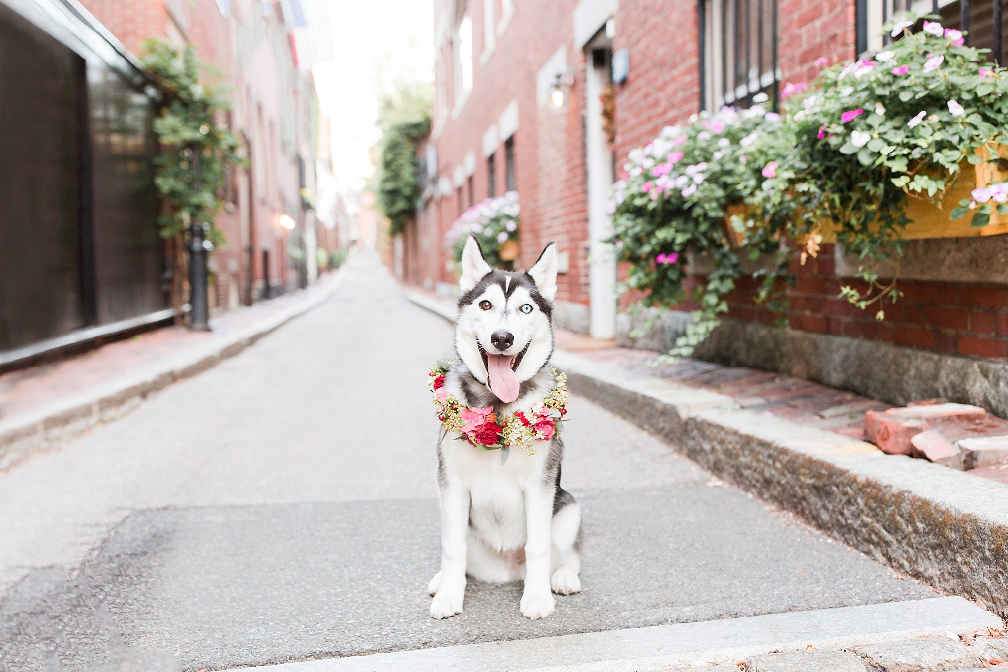husky puppy wearing a floral crown in beacon hill boston