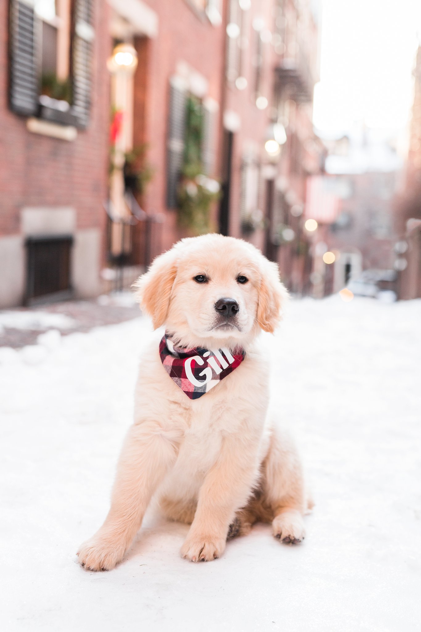 golden retriever puppy on snowy covered streets in beacon hill