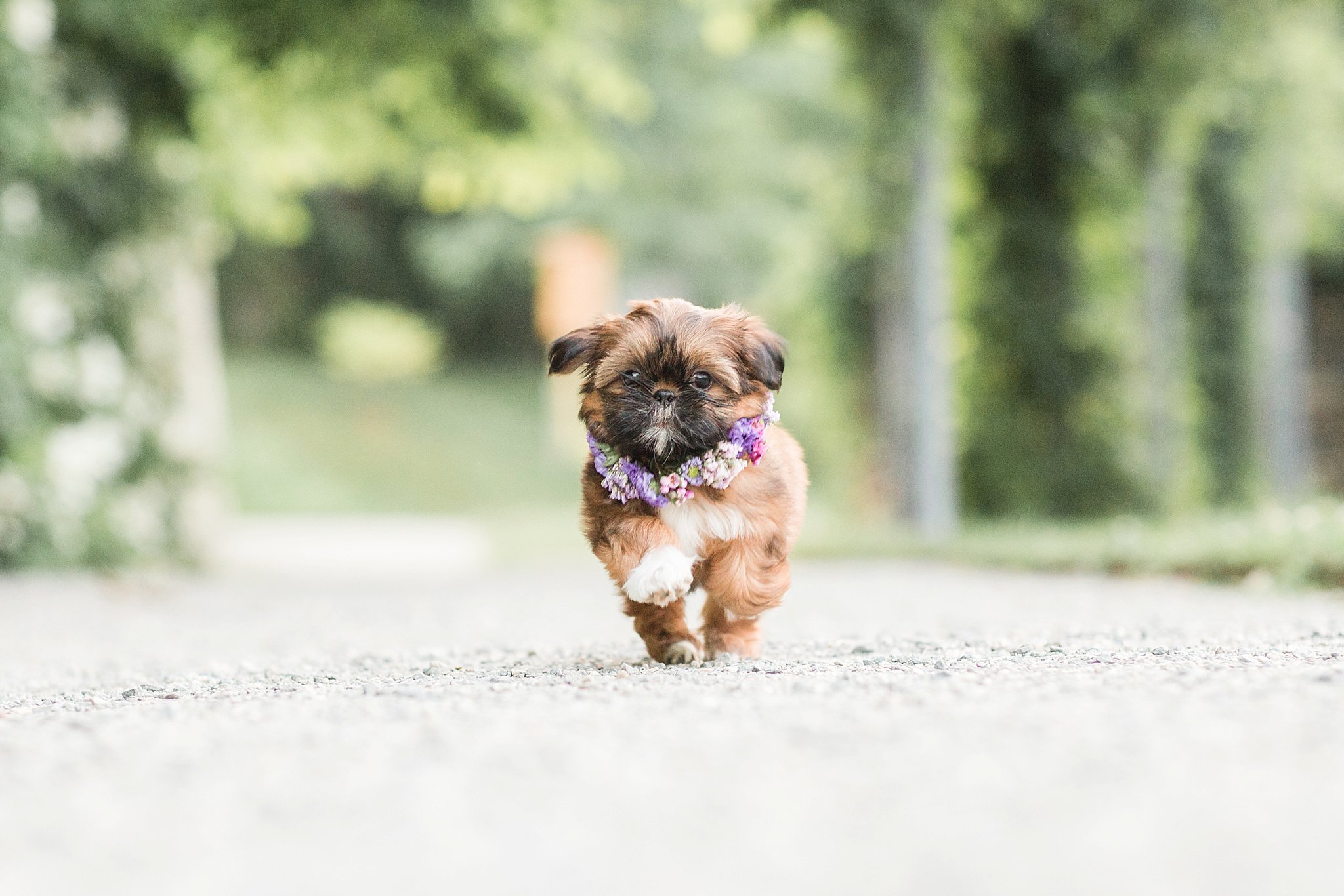 shitzu puppy wearing a floral crown running