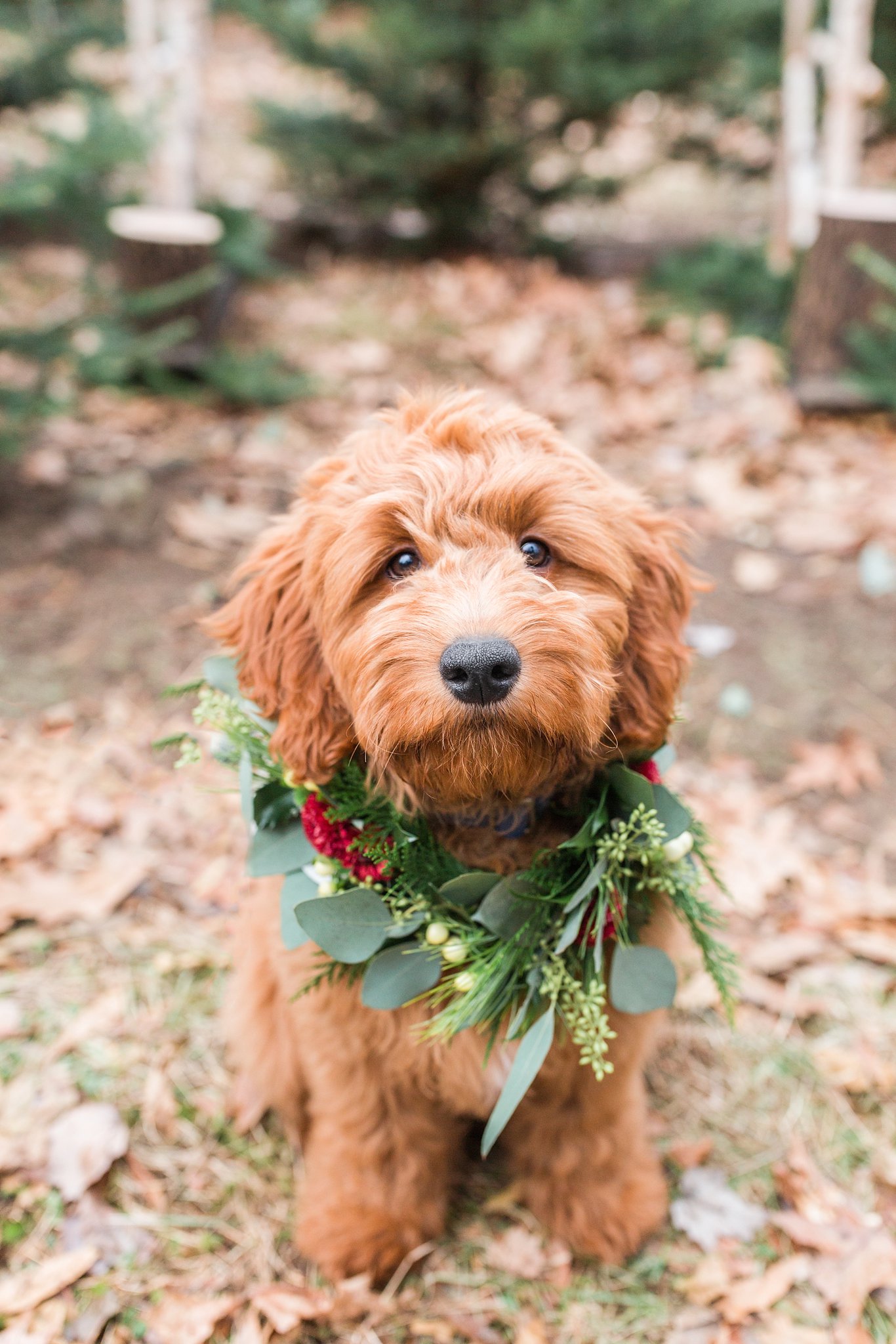 goldendoodle puppy wearing a floral crown at a christmas tree farm