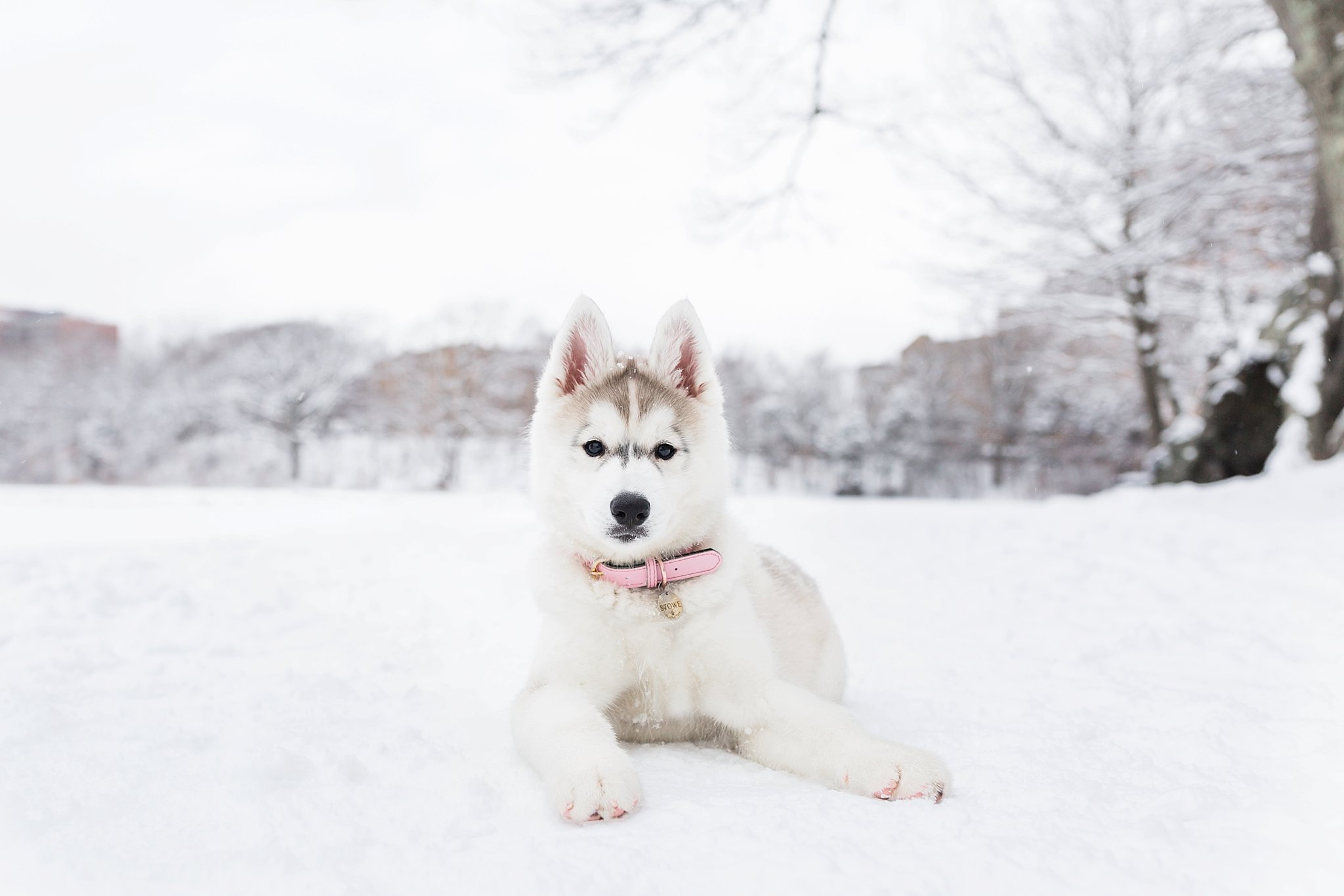 husky puppy laying in the snow
