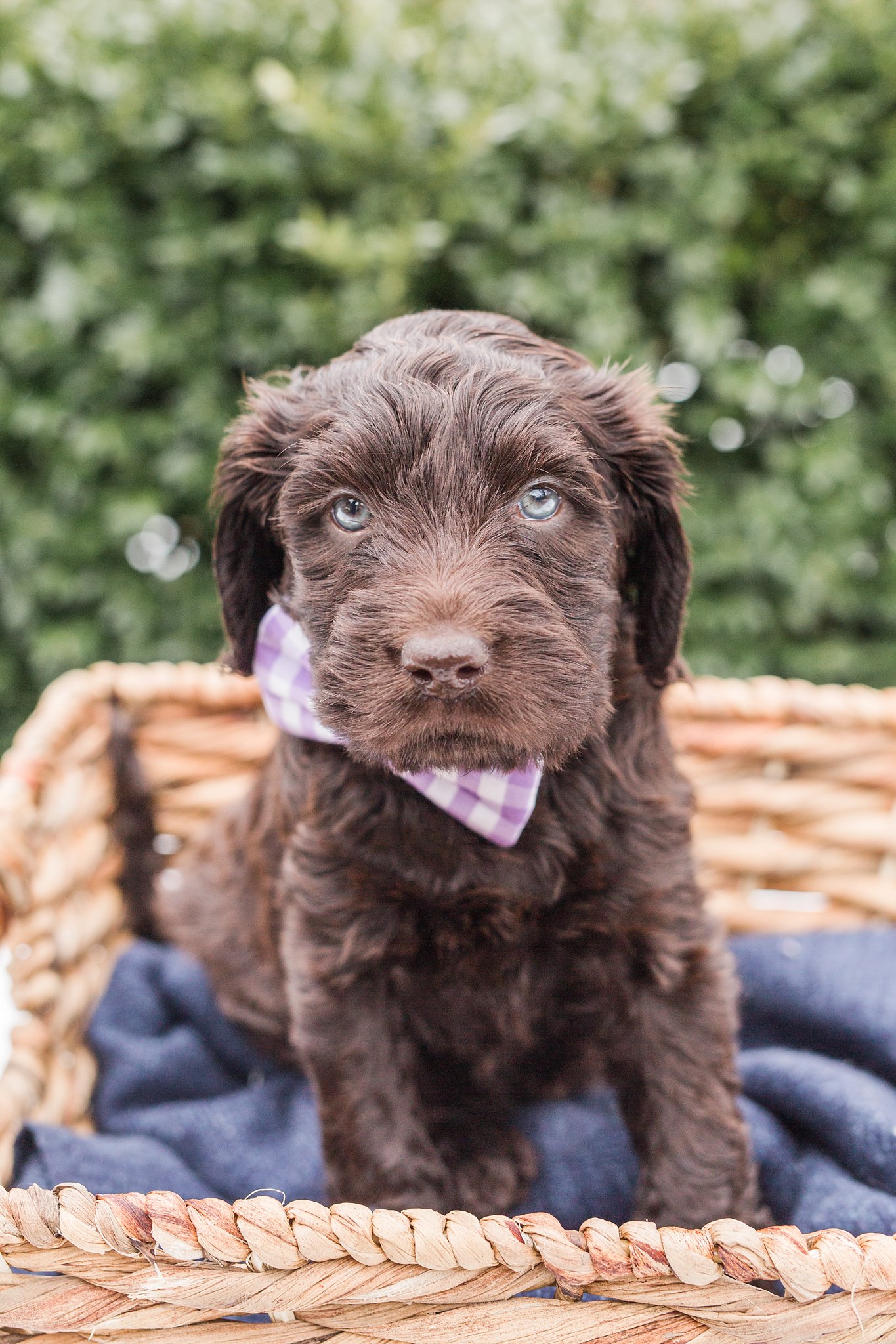 brown goldendoodle puppy wearing a purple bow tie
