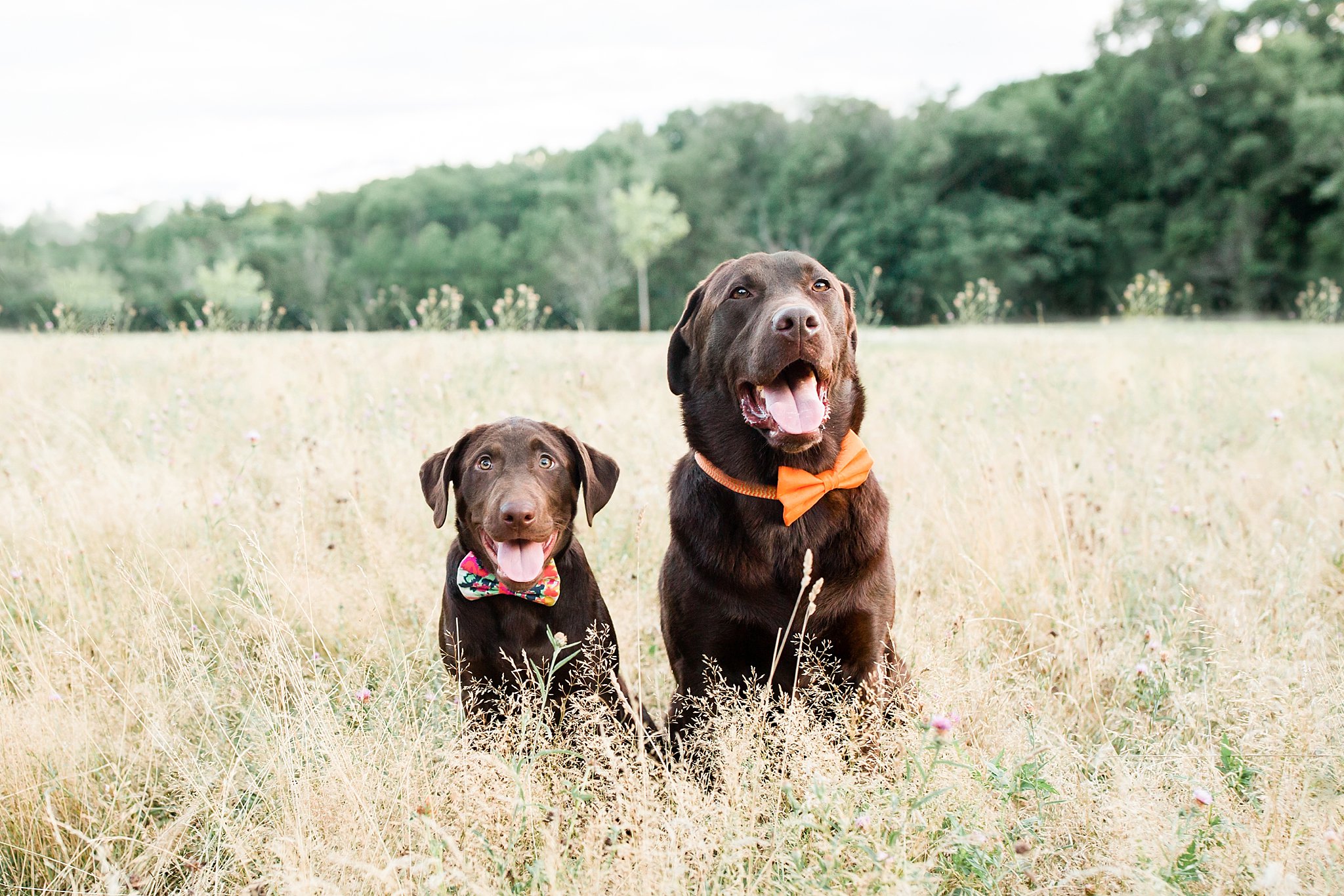 two brown labrador dogs wearing bow ties in a grassy field