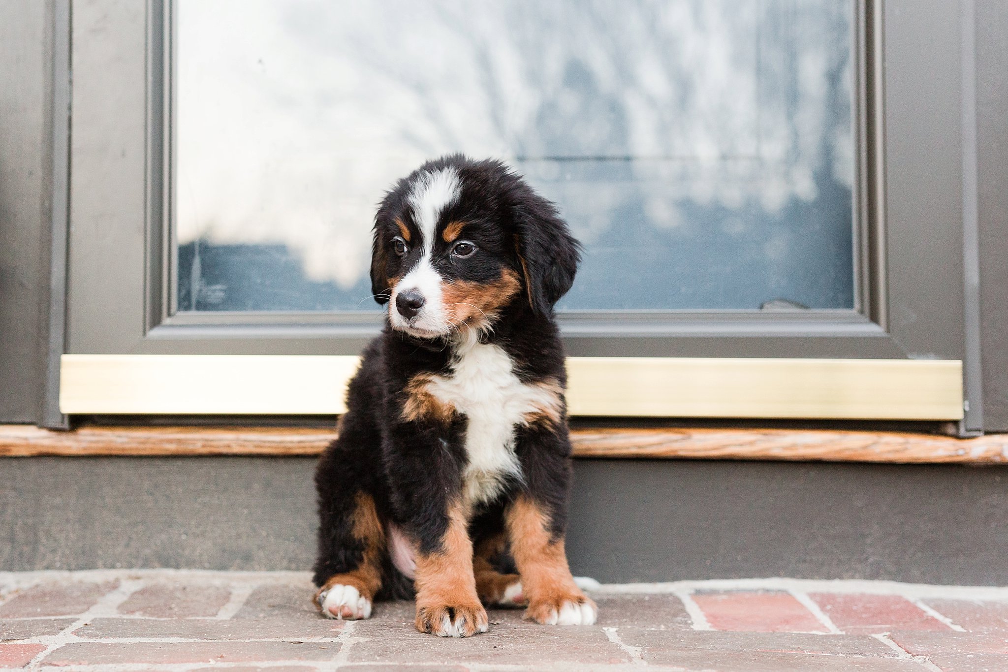 bernese mountain dog puppy on a step
