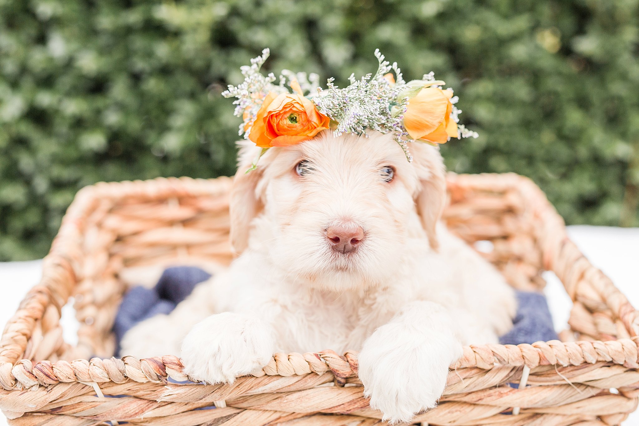 golden doodle puppy wearing a flower crown