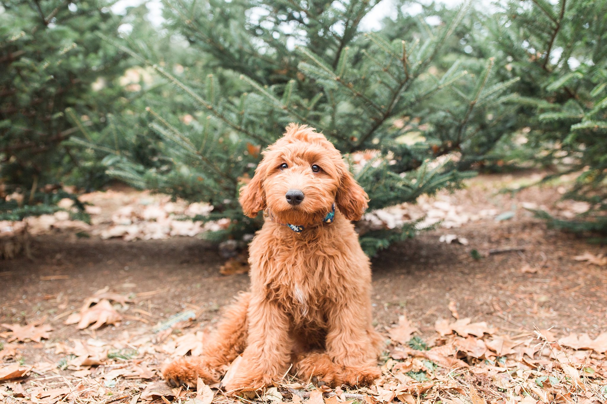 golden doodle puppy wearing a bow tie at a christmas tree farm