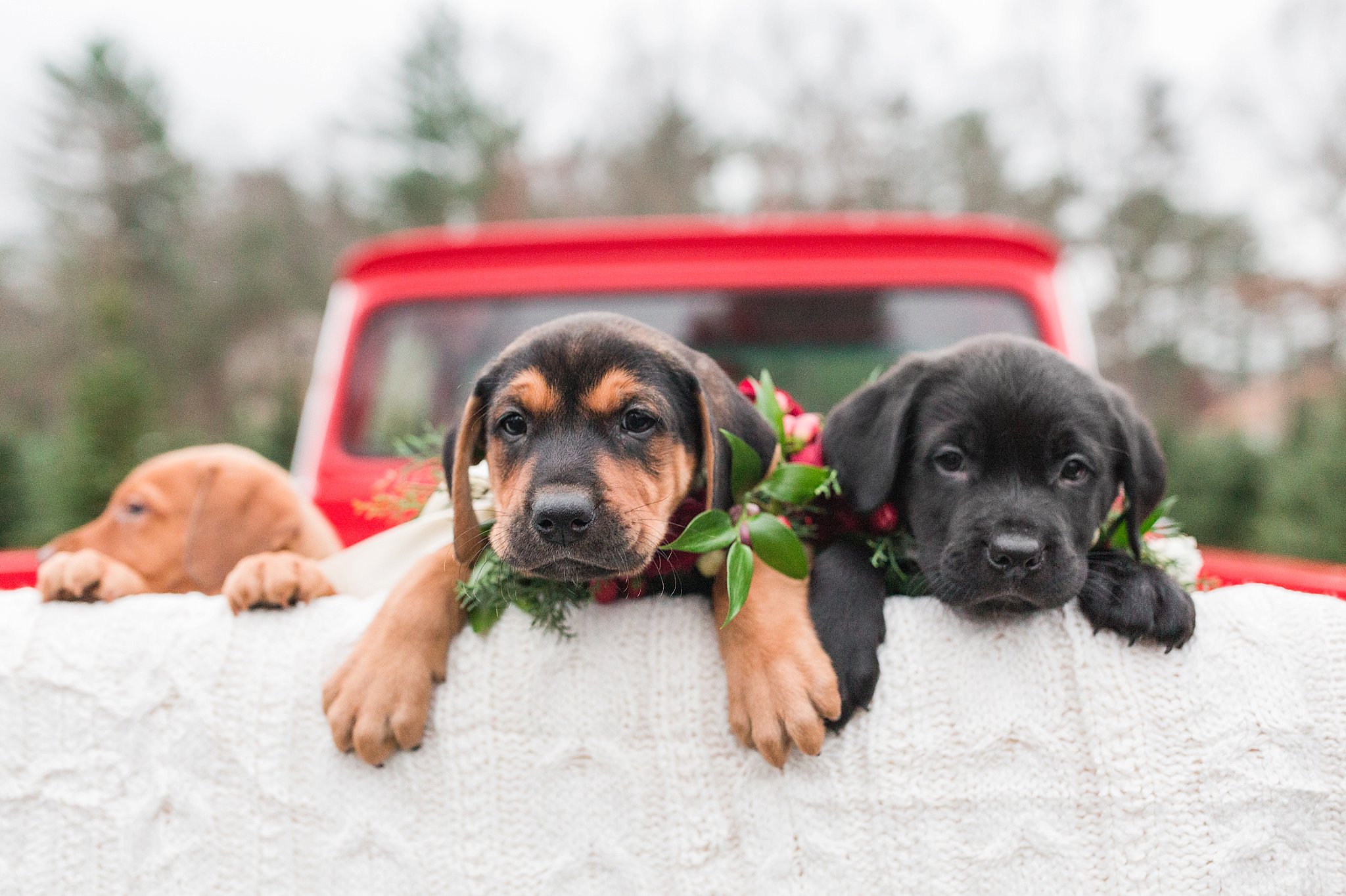 rescue puppies in a truck